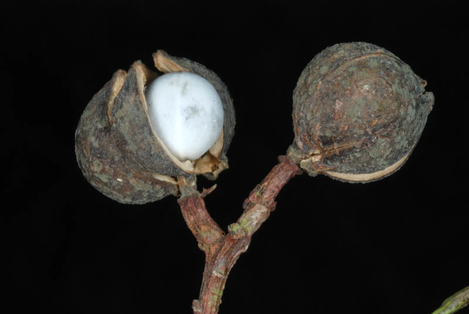 Chinese Tallow Tree (Triadica Sebifera) — It is hardy in USDA zones 8-10 and prefers full sun to partial shade