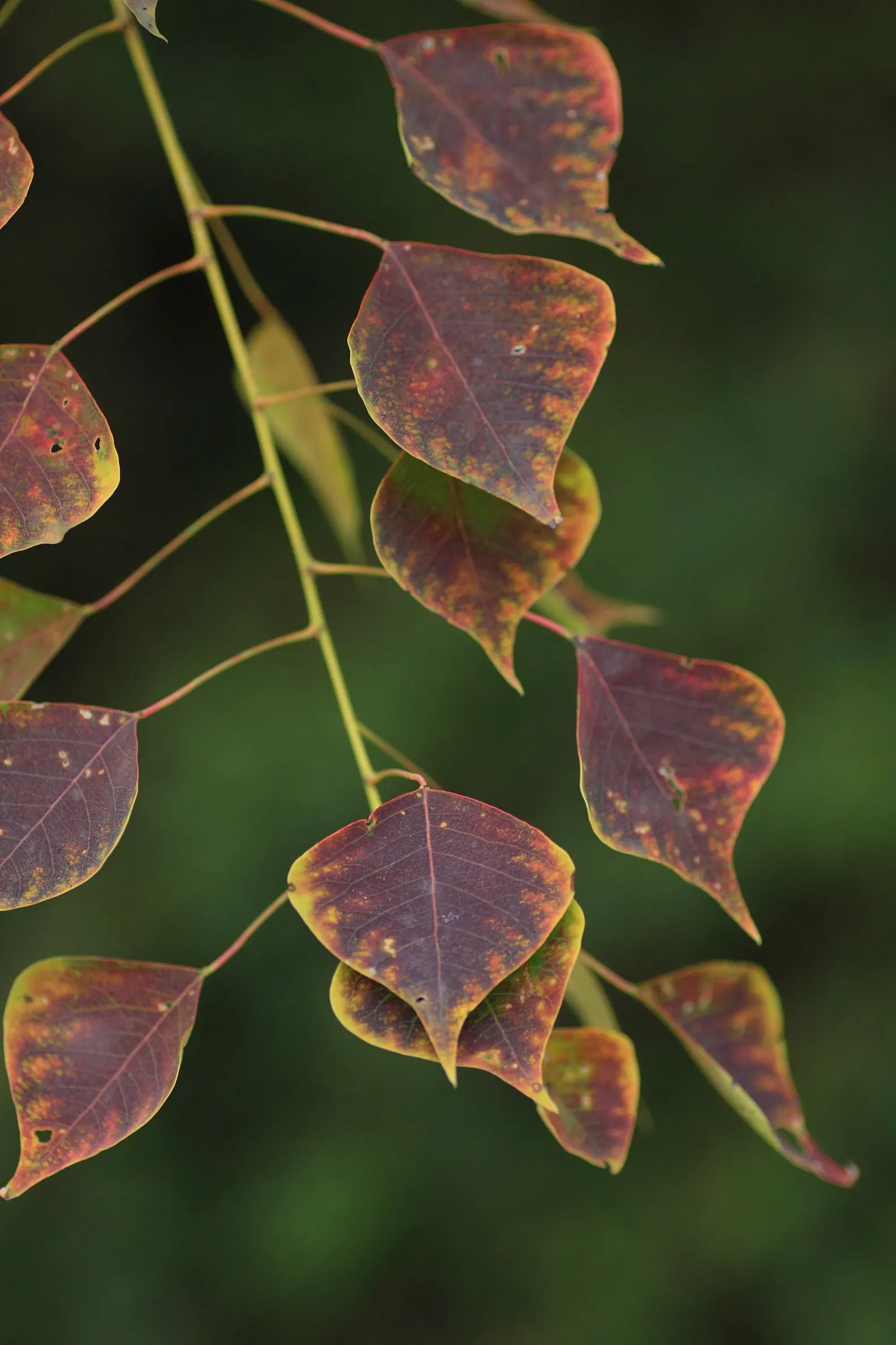 Chinese Tallow Tree (Triadica Sebifera) — It has a moderate canopy spread of about 30 feet and produces seed-containing; inconspicuous yellow flowers