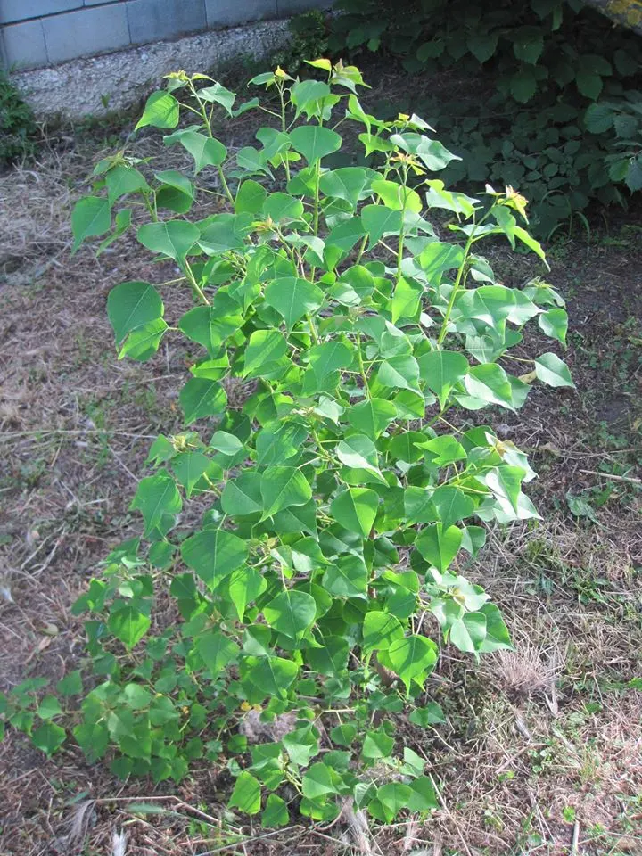 Chinese Tallow Tree (Triadica Sebifera) — from well-drained sandy loams to clay
