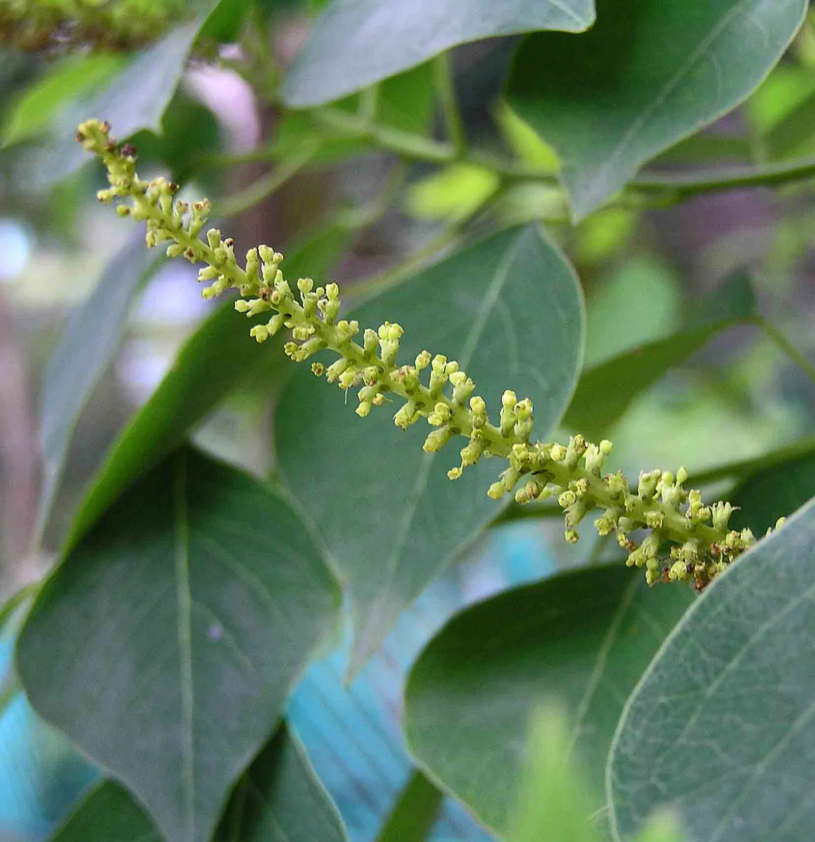 Chinese Tallow Tree (Triadica Sebifera) — Prefers full sun to partial shade and adapts to various soil types