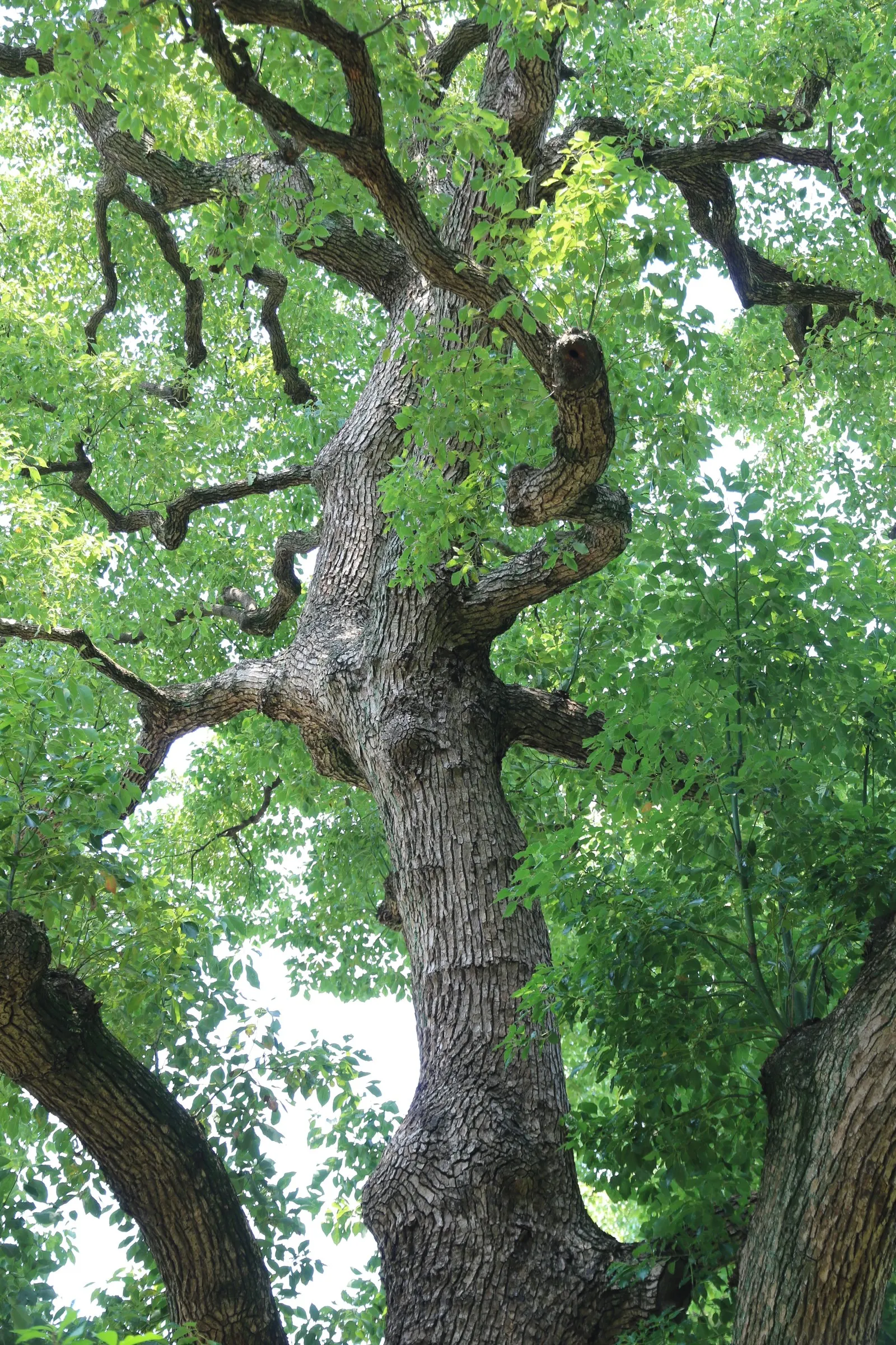 Chinese Tallow Tree (Triadica Sebifera) — though it will produce the most lavish foliage and best fall colors in full sun.<br><br>The tree's unique; yellow