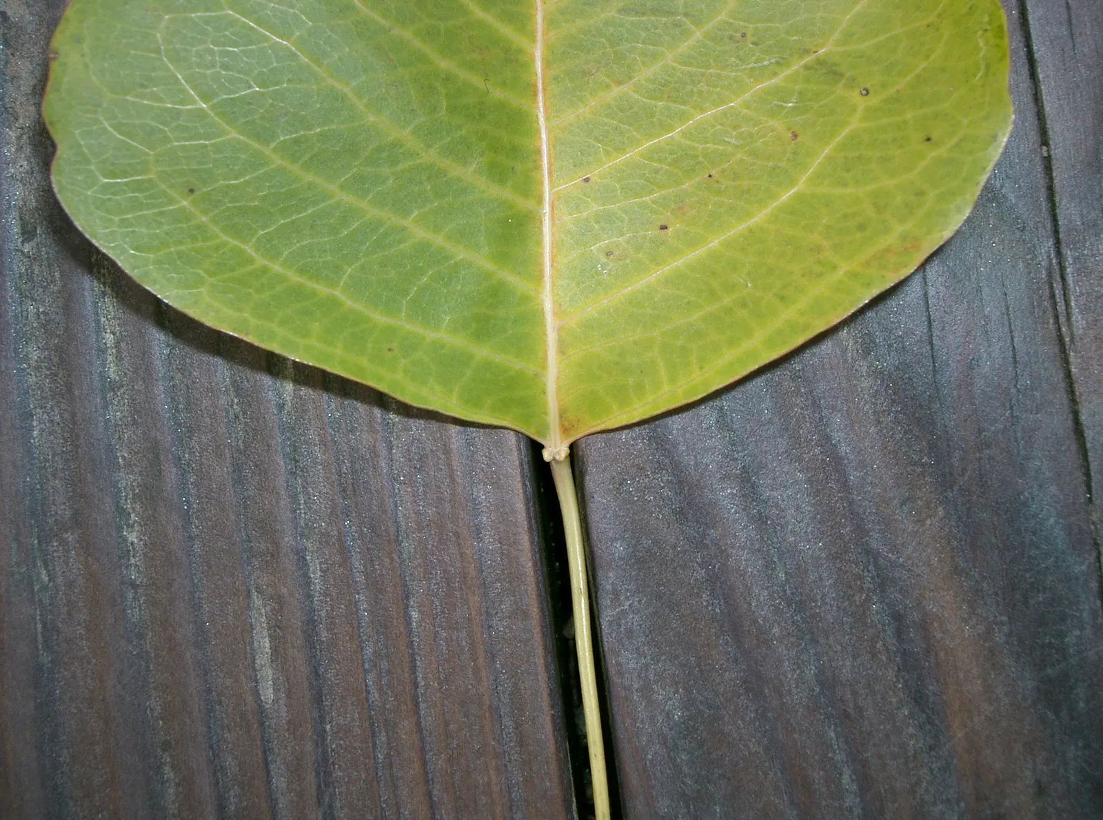 Chinese Tallow Tree (Triadica Sebifera) — making a visually captivating statement in the fall