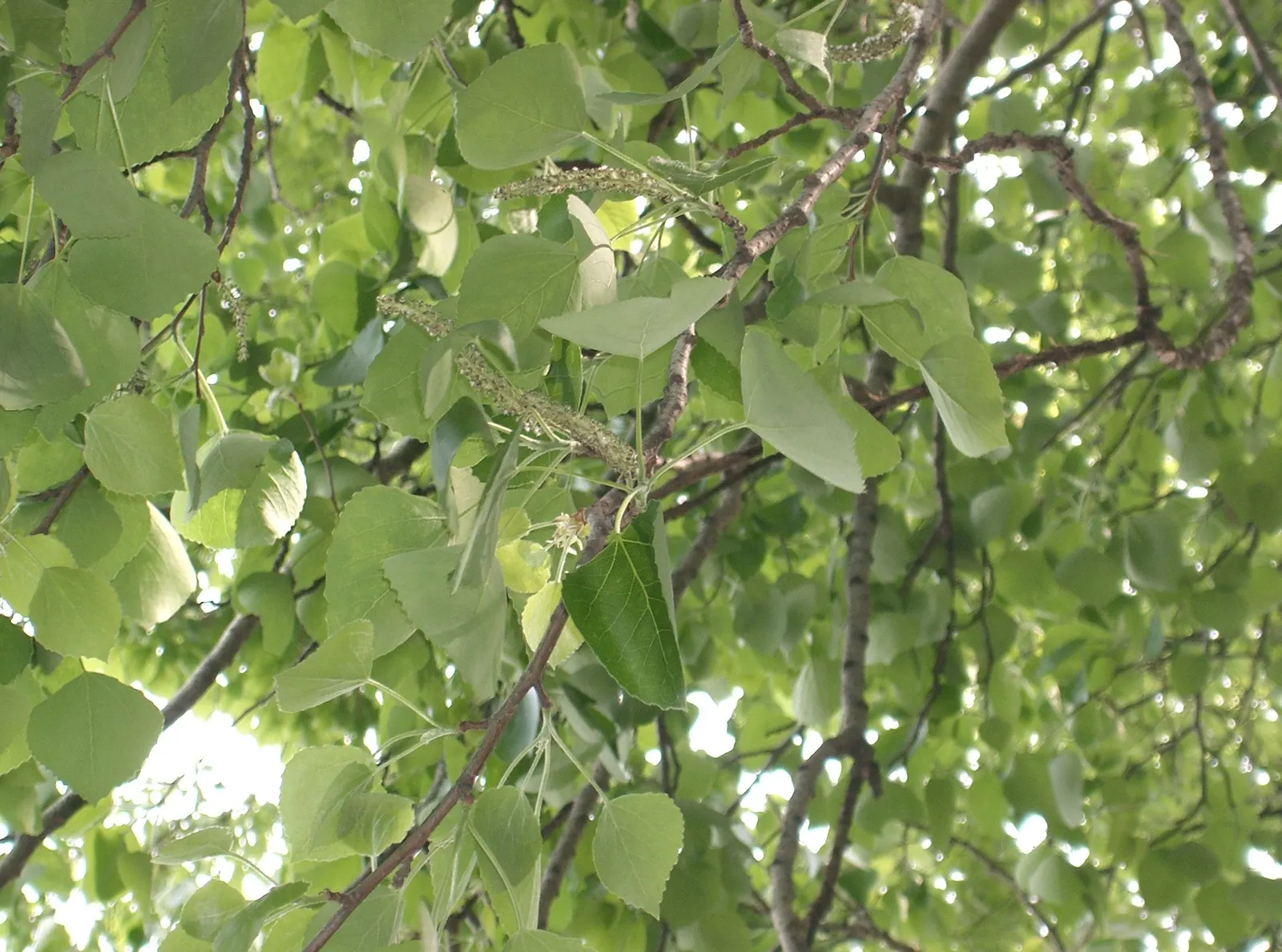Chinese Tallow Tree (Triadica Sebifera) — Its leaves turn a vivid red-orange in fall, providing a striking display; it is essential to note that the Chinese