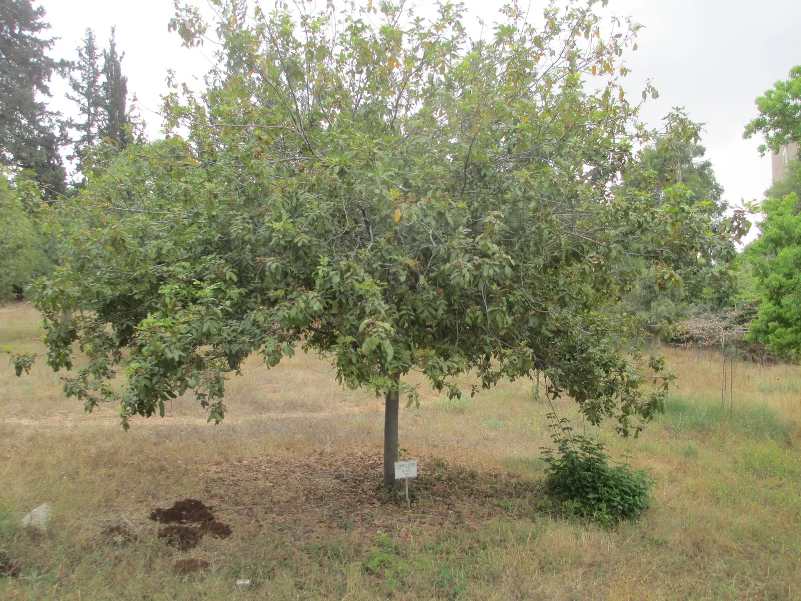 Chinese Tallow Tree (Triadica Sebifera) — heart-shaped leaves transform from a bright green to shades of yellow