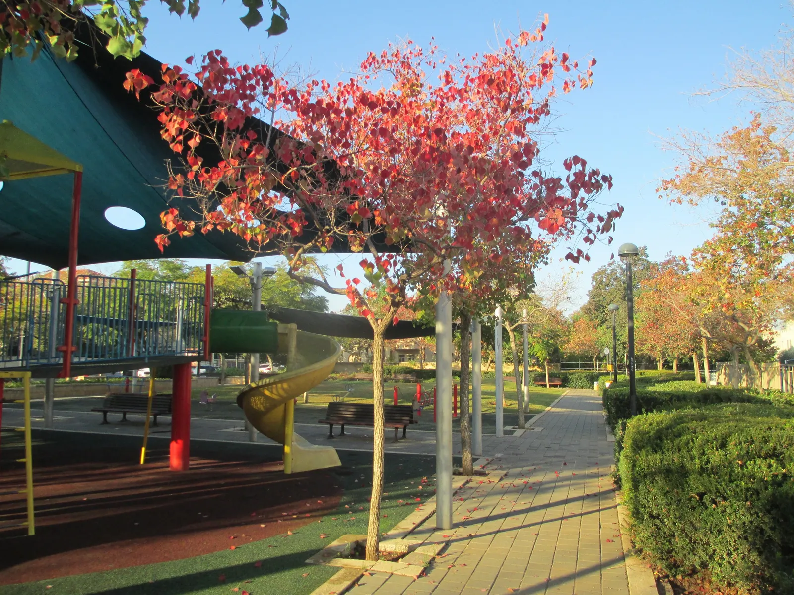 Chinese Tallow Tree (Triadica Sebifera) — which can displace native vegetation