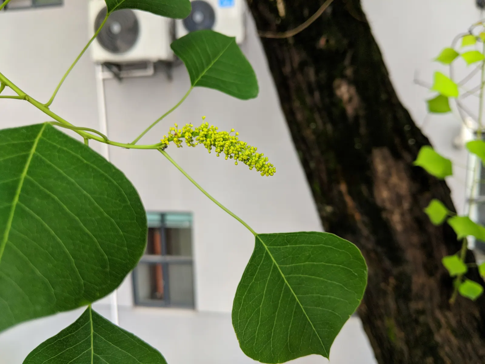 Chinese Tallow Tree (Triadica Sebifera) — heart-shaped leaves transform from a bright green to shades of yellow; prefers full sun to partial shade and adapts