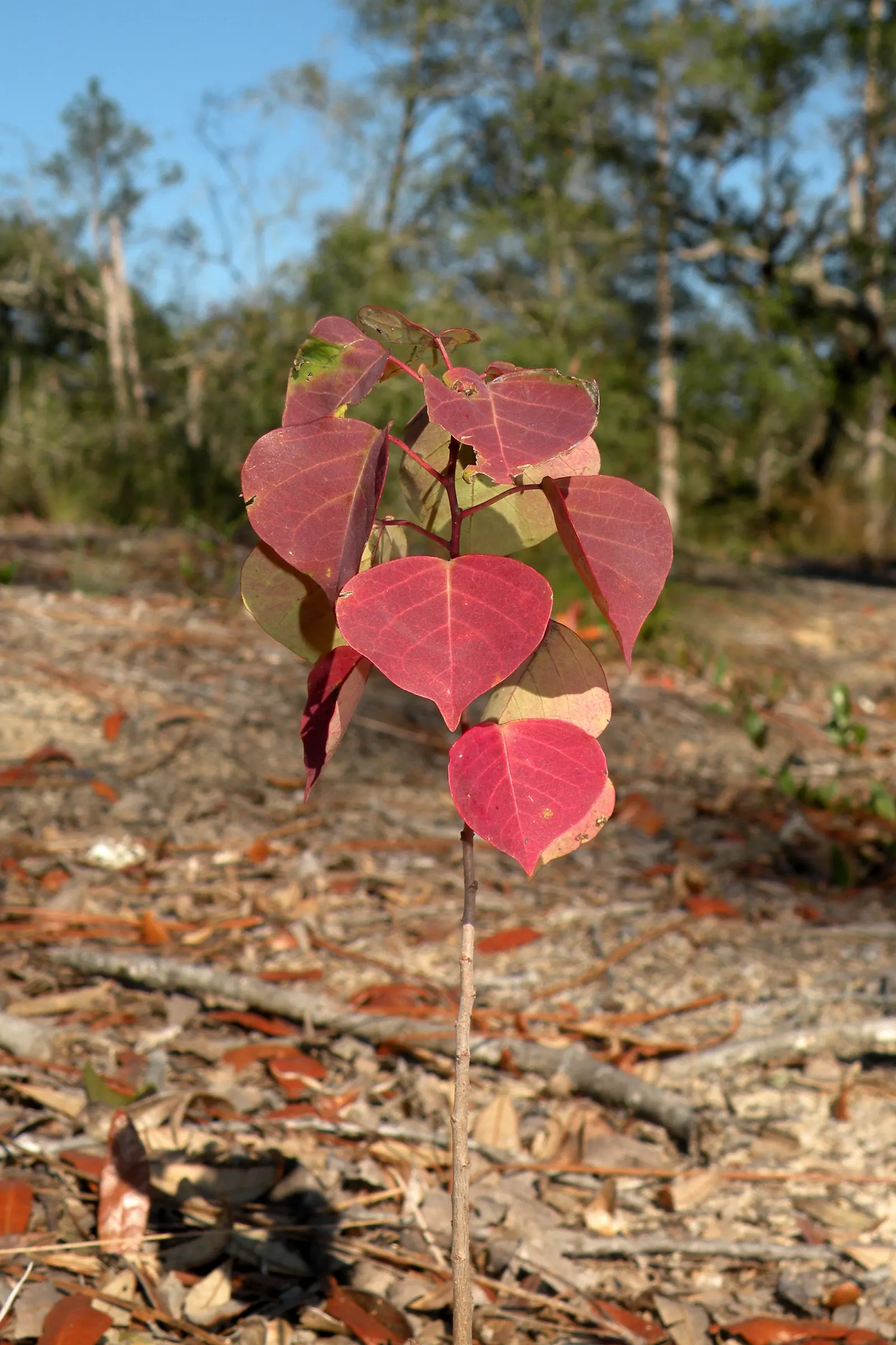 Chinese Tallow Tree (Triadica Sebifera) — tree for full or half or shade