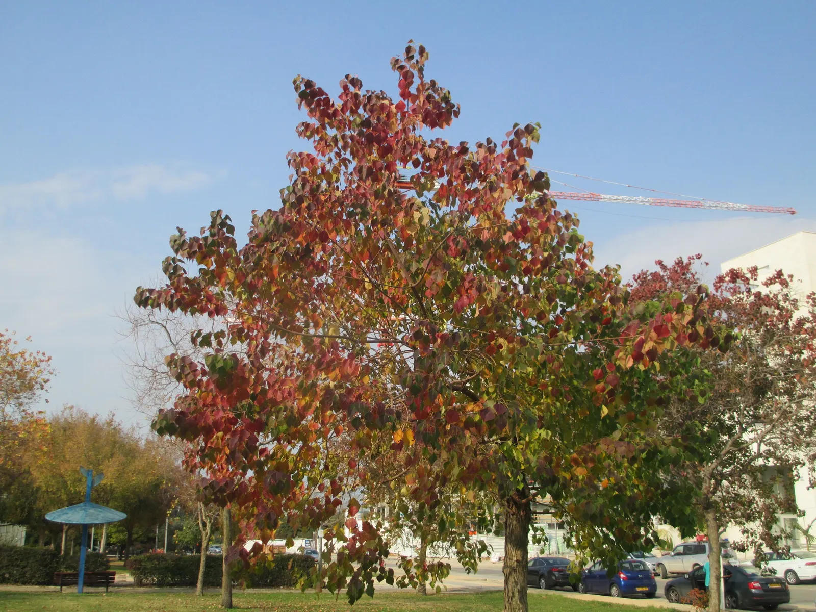 Chinese Tallow Tree (Triadica Sebifera) — inconspicuous yellow flowers; giving way to clusters of waxy