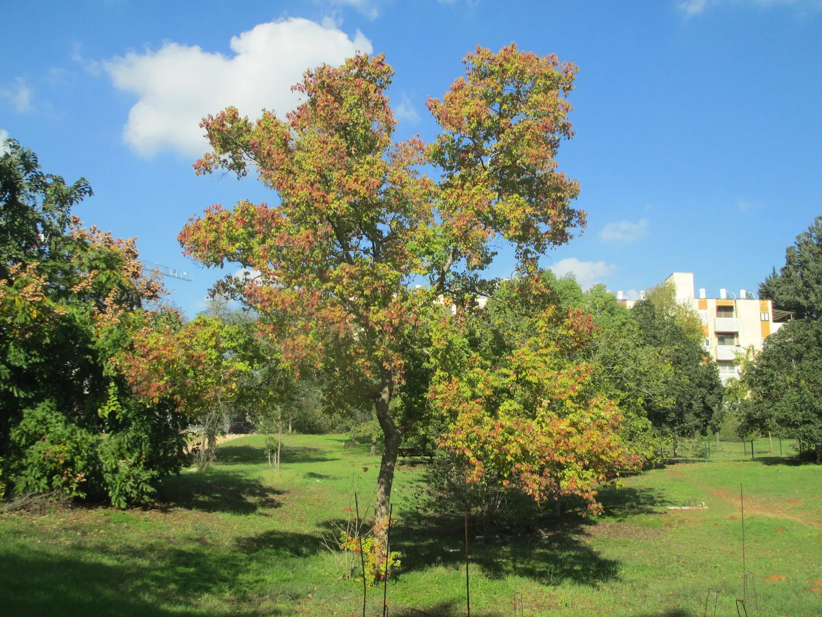 Chinese Tallow Tree (Triadica Sebifera) — tree with yellow blooms
