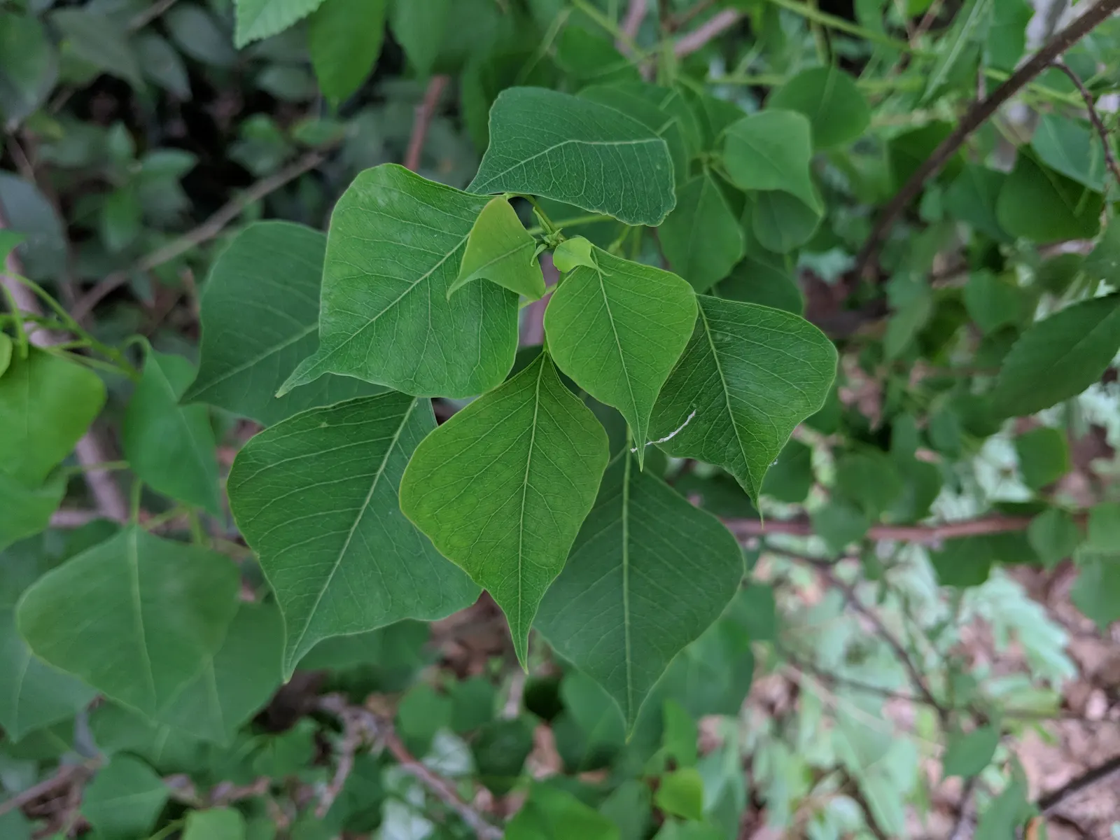 Chinese Tallow Tree (Triadica Sebifera) — It is hardy in USDA zones 8-10 and prefers full sun to partial shade; making a visually captivating statement in the