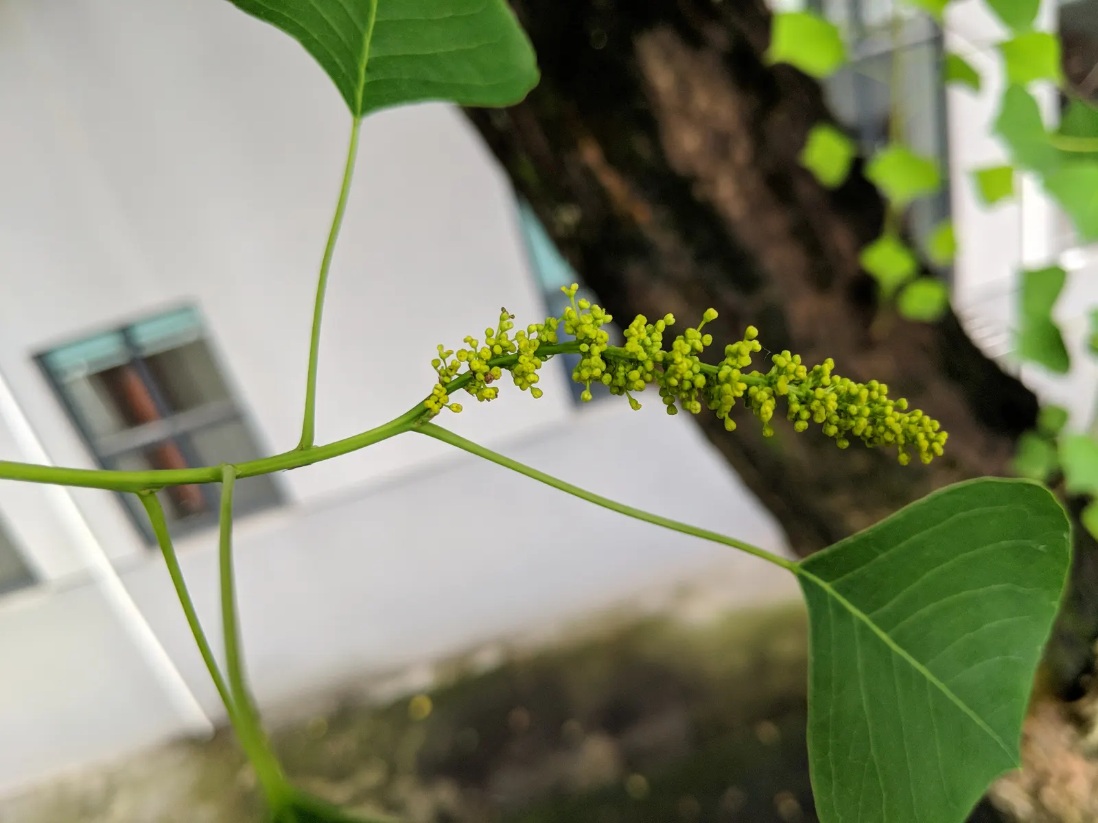 Chinese Tallow Tree (Triadica Sebifera) — thriving in a variety of soil types; it has a moderate canopy spread of about 30 feet and produces seed-containing
