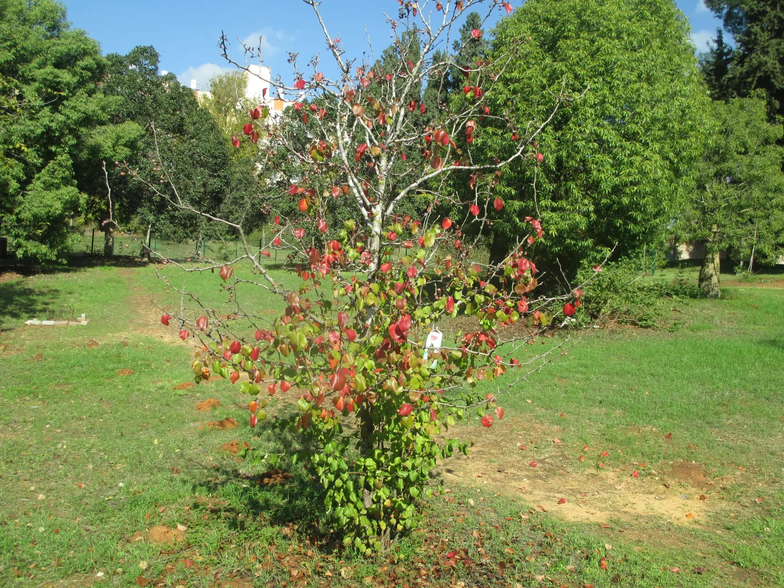 Chinese Tallow Tree (Triadica Sebifera) — though it will produce the most lavish foliage and best fall colors in full sun.<br><br>The tree's unique