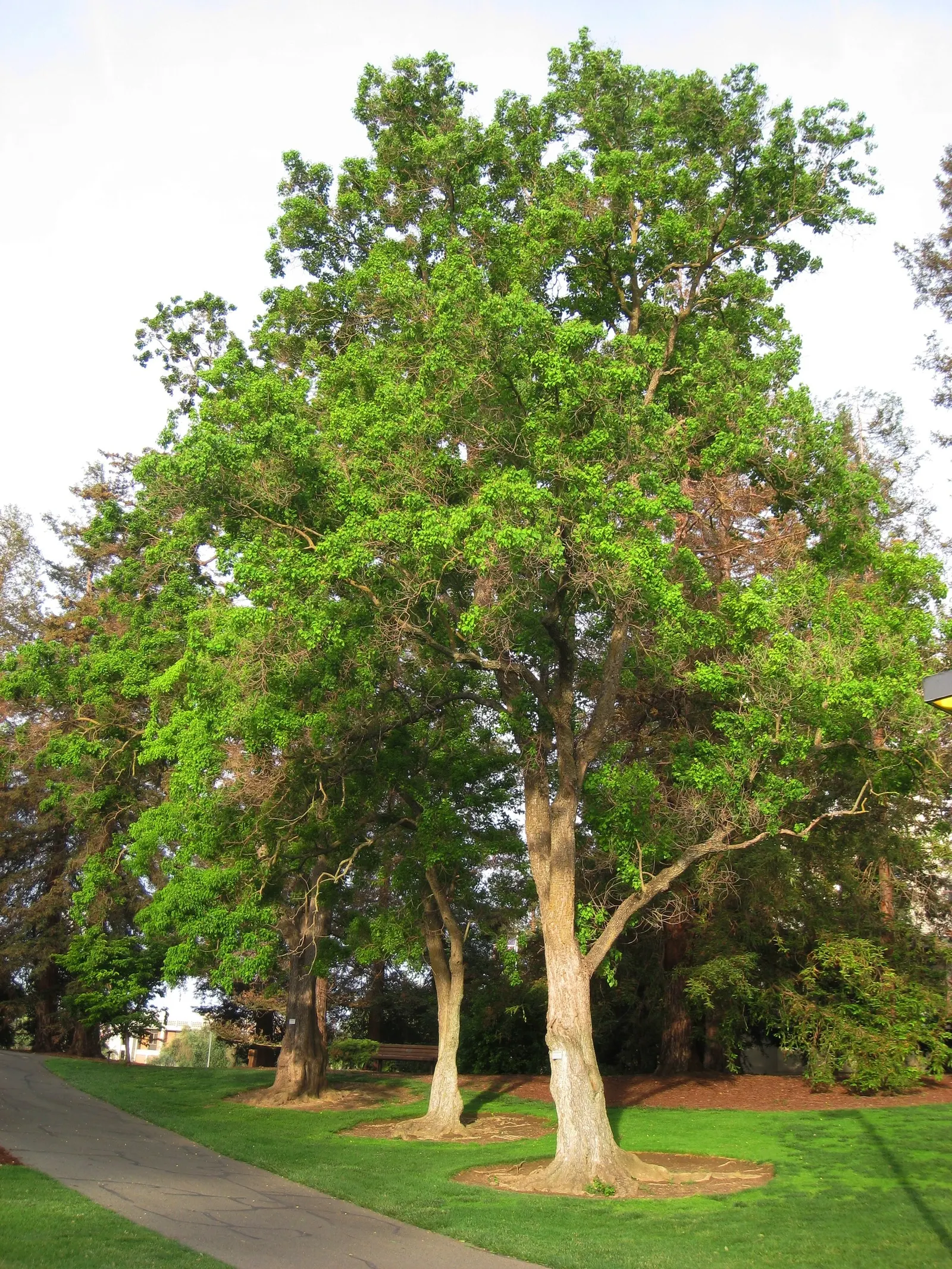 Chinese Tallow Tree (Triadica Sebifera) — Regular maintenance and careful siting can mitigate its invasive potential