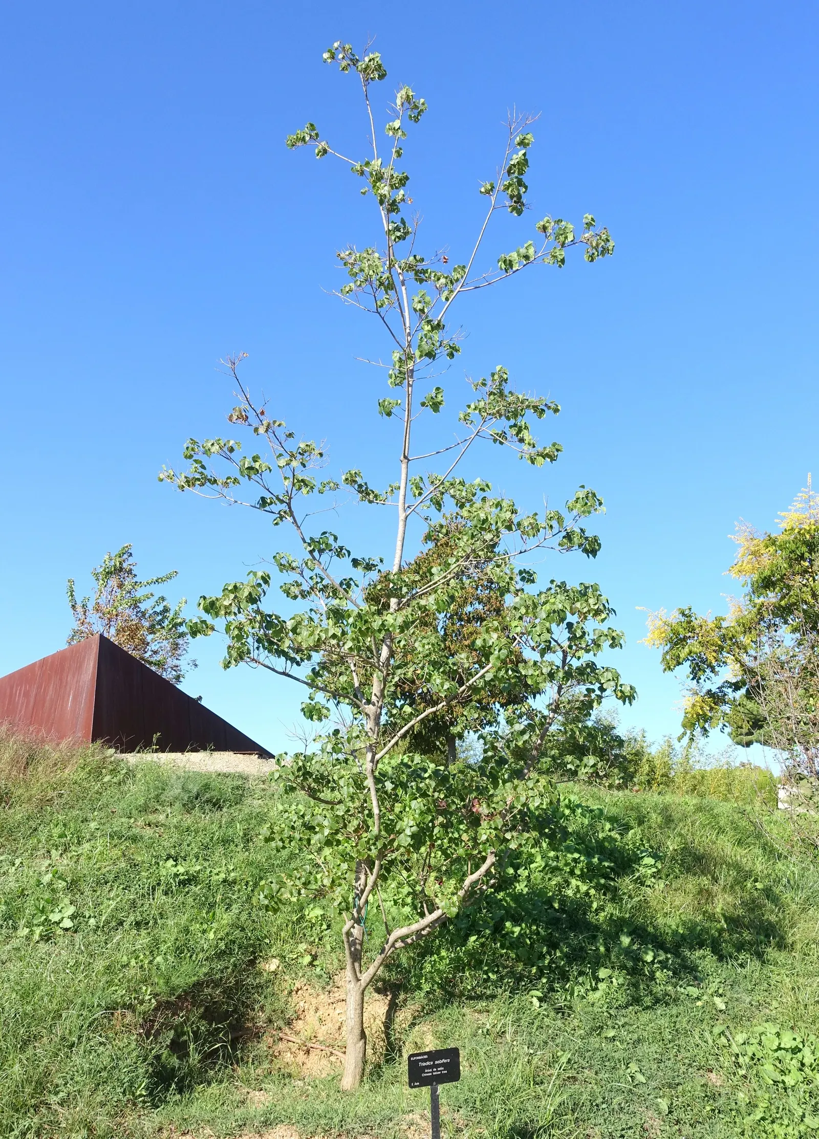 Chinese Tallow Tree (Triadica Sebifera) — it is essential to note that the Chinese Tallow is adaptable
