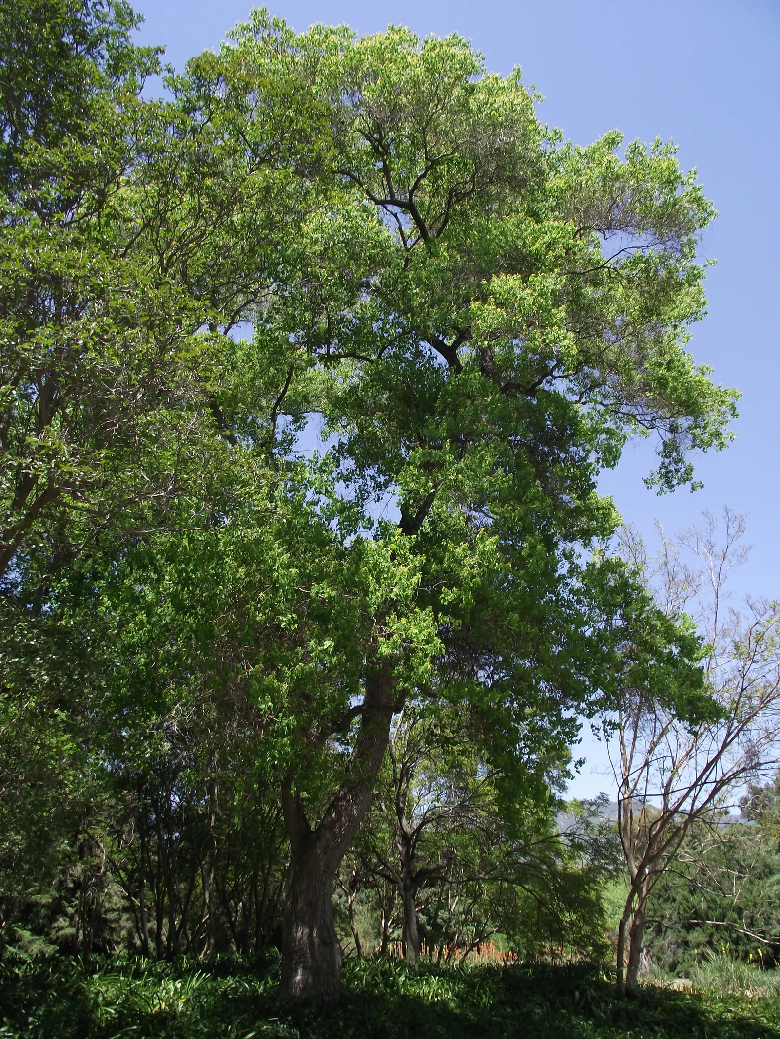 Chinese Tallow Tree (Triadica Sebifera) — is a deciduous tree that offers a striking aesthetic for any landscape; also referred to as the Popcorn Tree due to