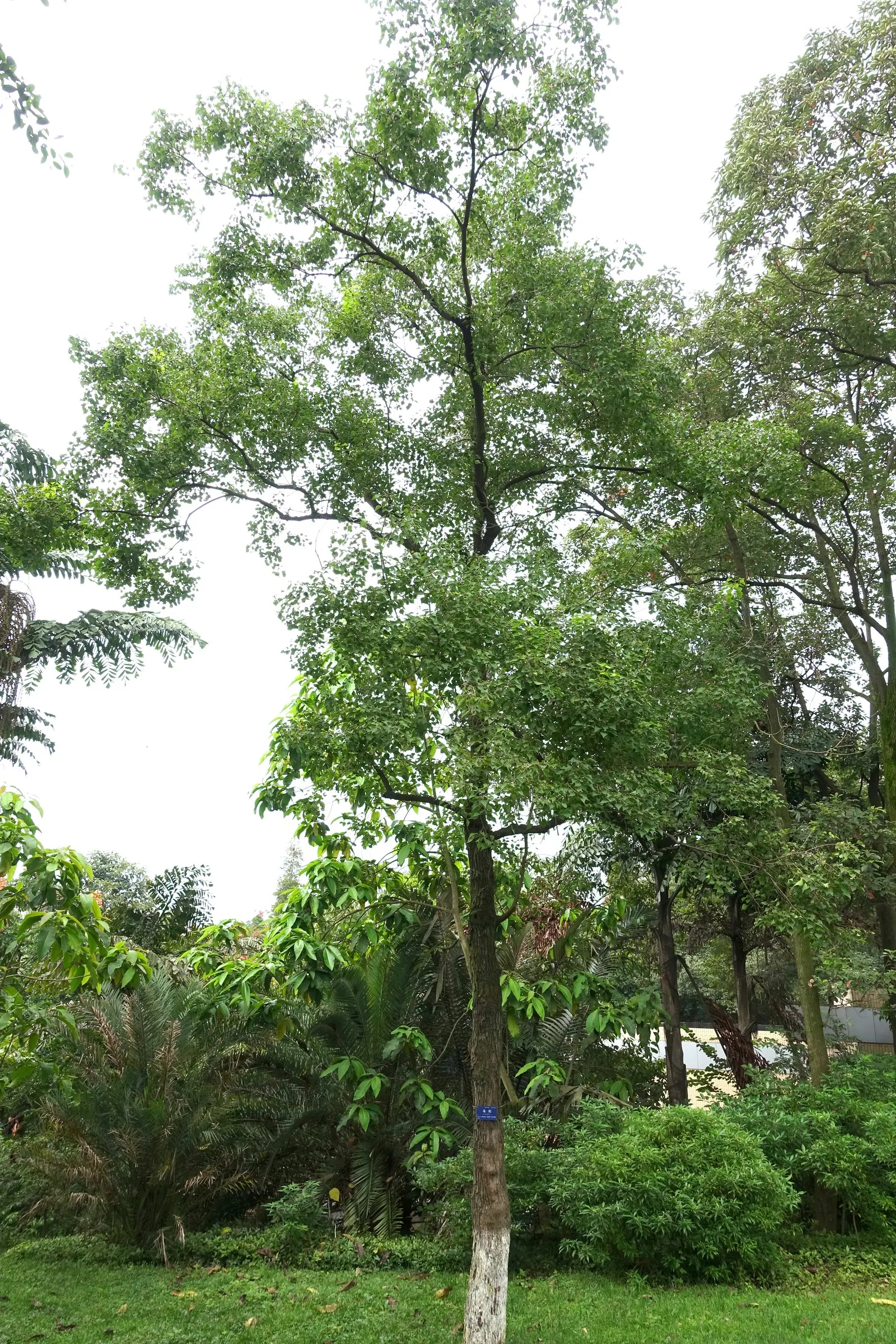 Chinese Tallow Tree (Triadica Sebifera) — giving way to clusters of waxy