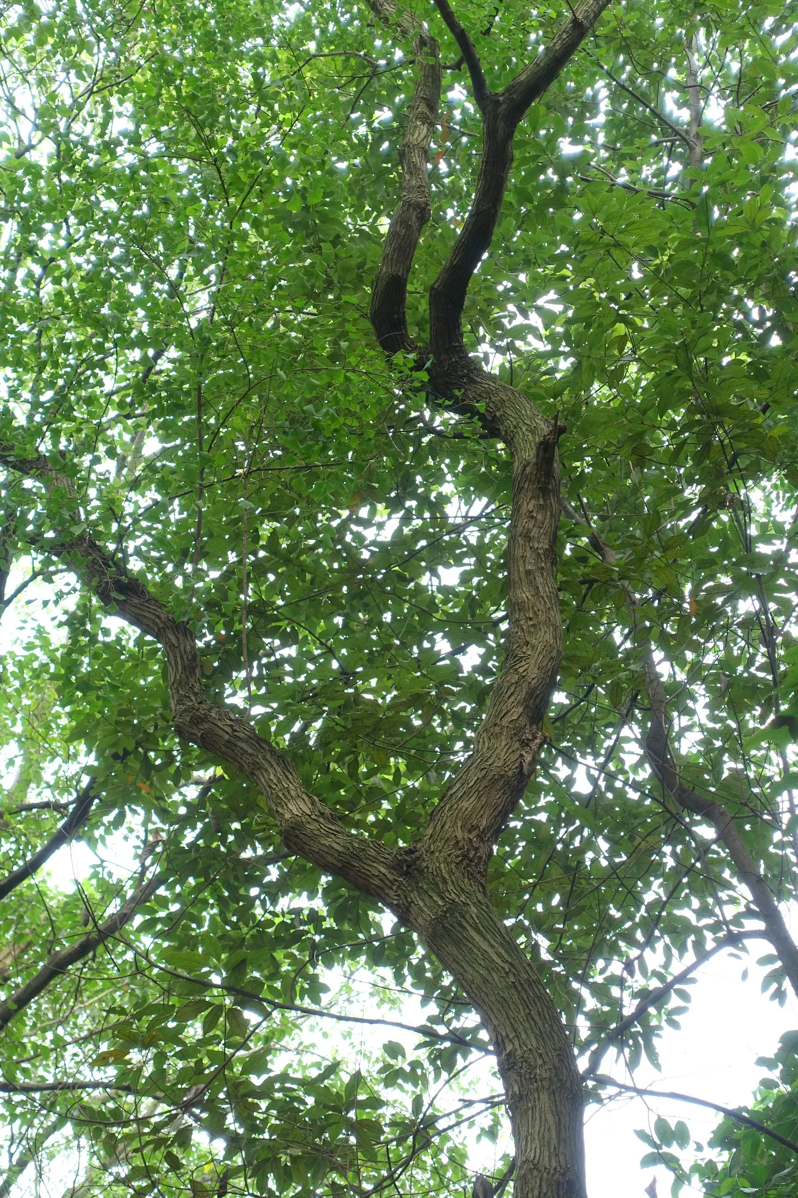 Chinese Tallow Tree (Triadica Sebifera) — Prefers full sun to partial shade and adapts to various soil types; caution: Considered invasive in some areas