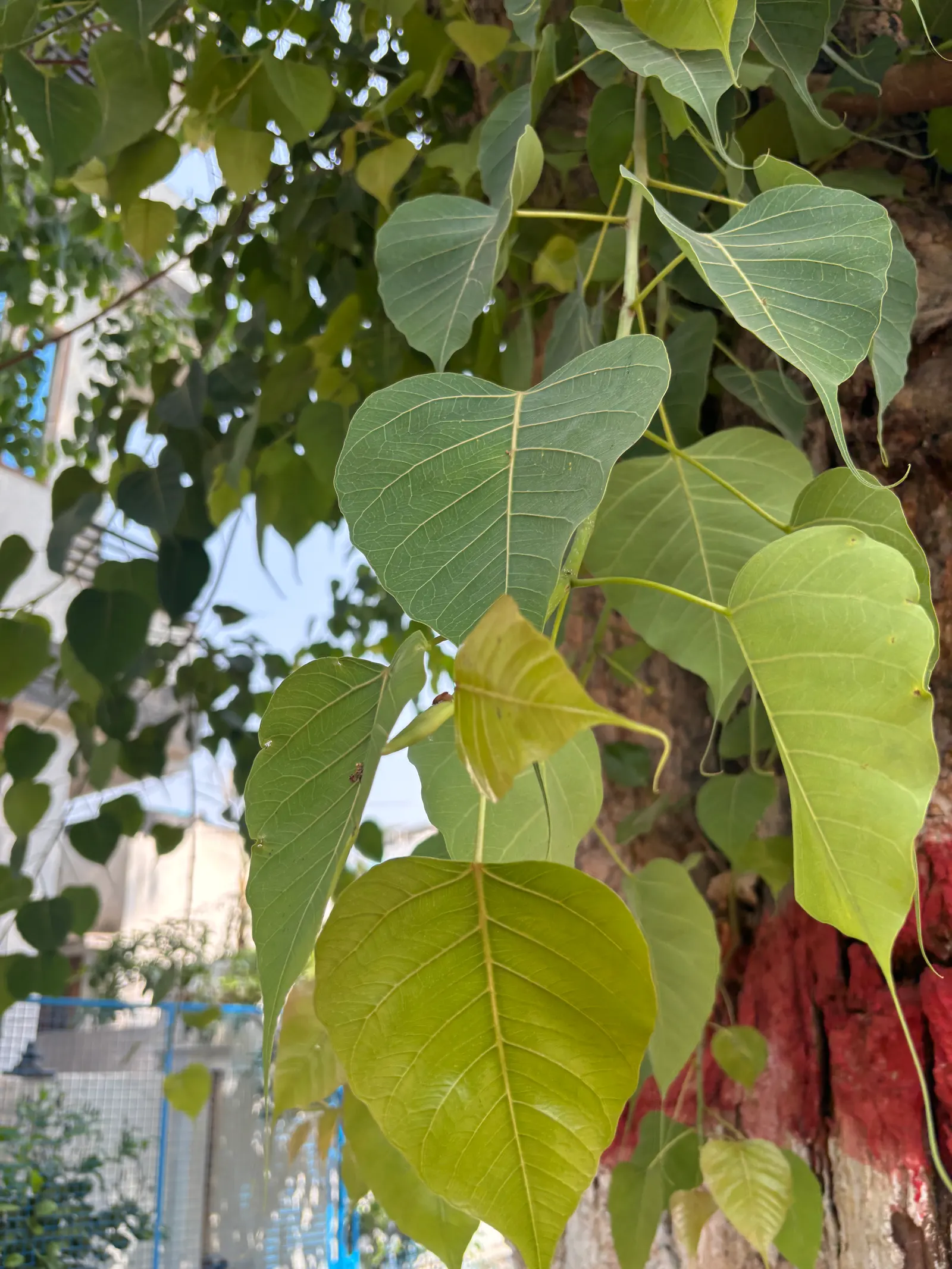 Chinese Tallow Tree (Triadica Sebifera) — is a deciduous tree that offers a striking aesthetic for any landscape