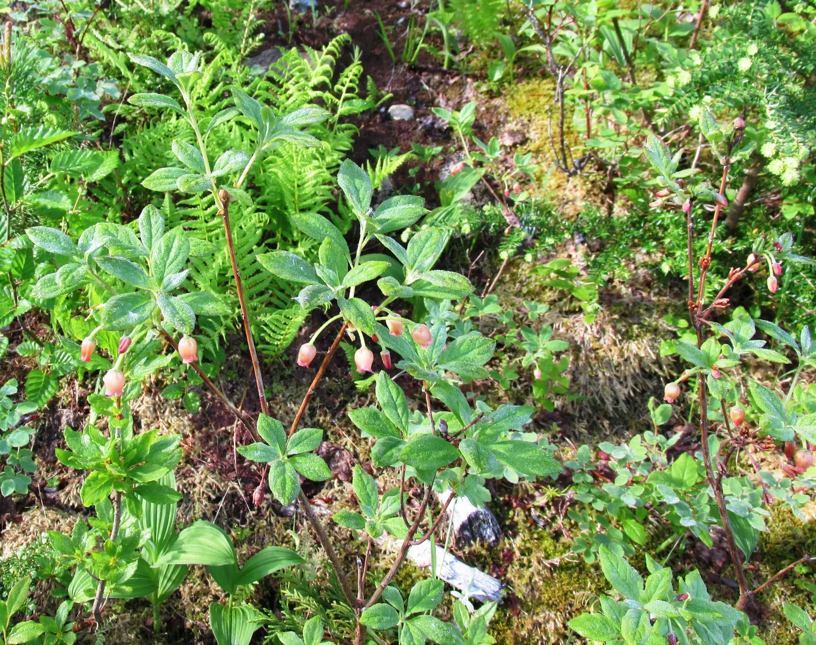 Mountain Huckleberry (Vaccinium Membranaceum) — commonly known as Mountain Huckleberry