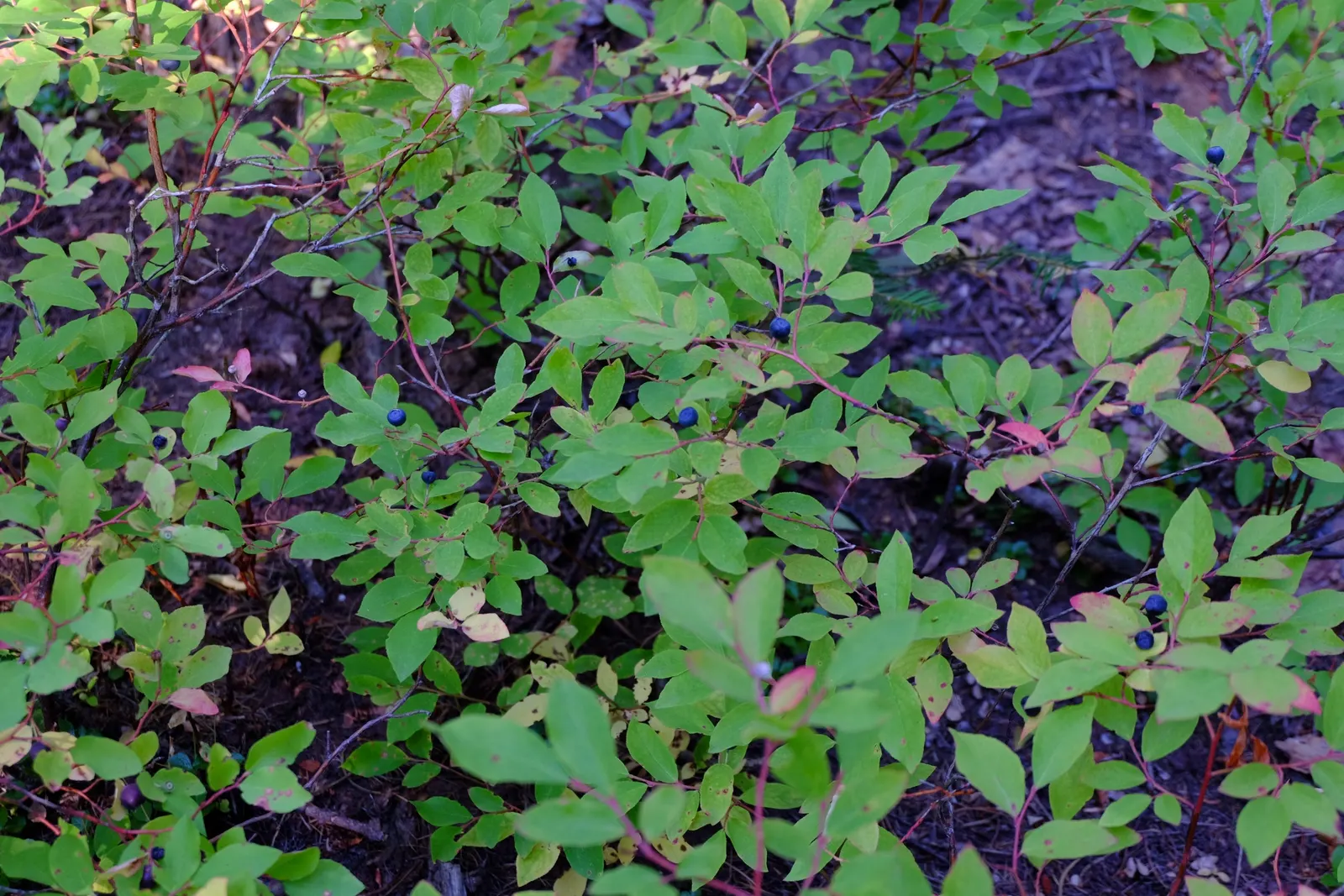 Mountain Huckleberry (Vaccinium Membranaceum) — is a North American native shrub standing at 1.5 to 6 feet tall