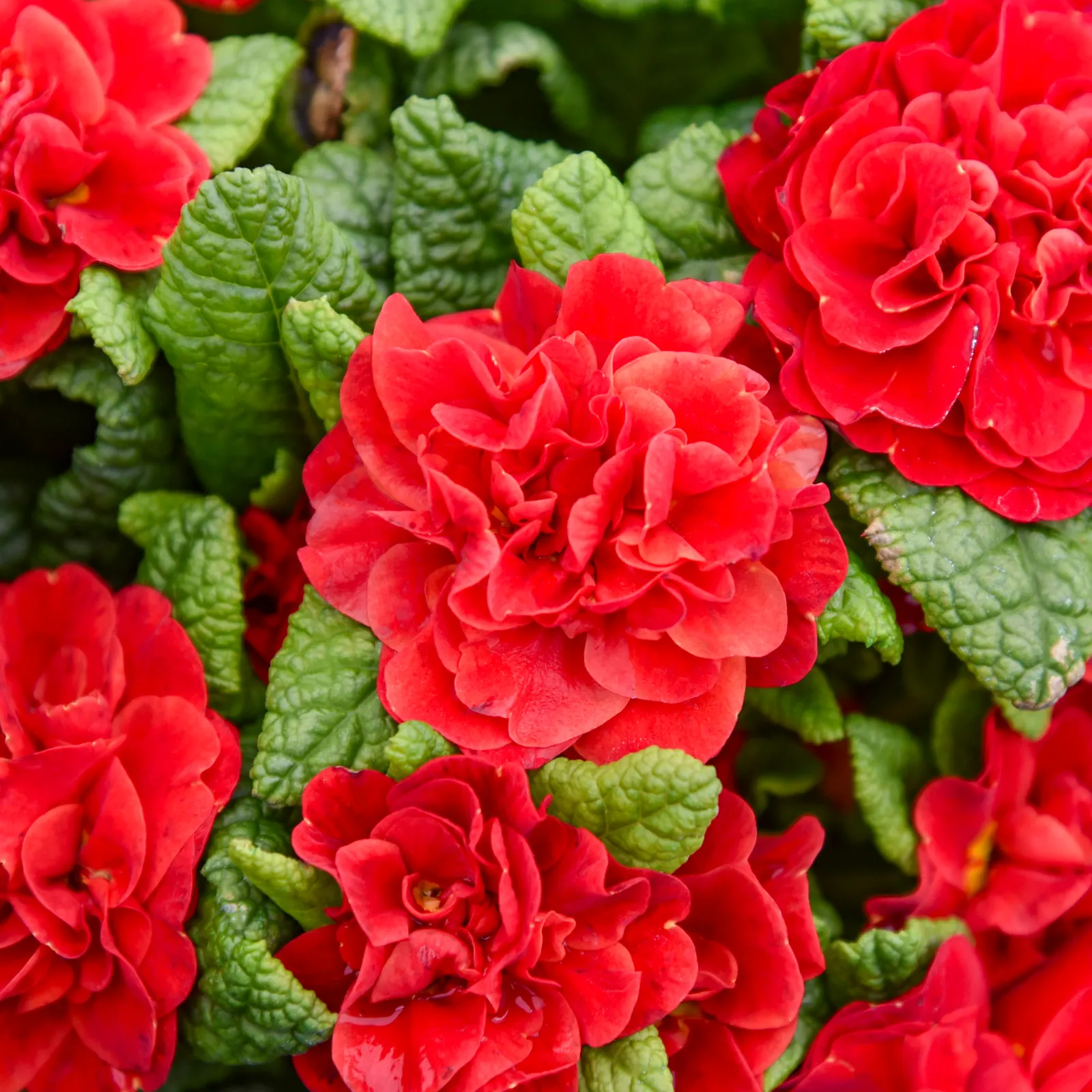 'Scarletta' Primrose (Primula vulgaris) — Proven Winners - Bouquet Perfect™ 'Scarletta' - Primrose - Primula vulgaris red scarlet red plant details