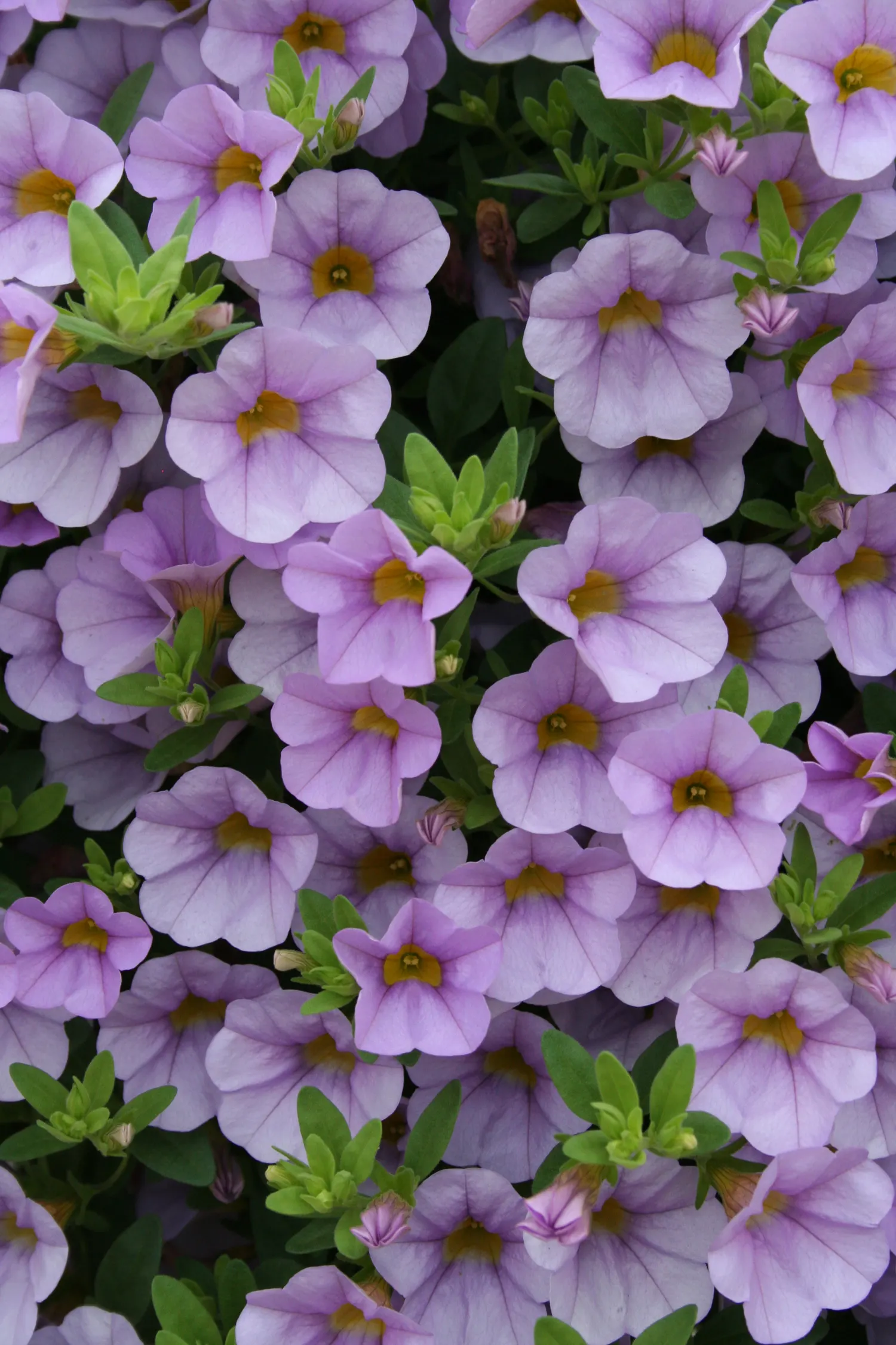 Miss Lilac Calibrachoa — I often give the plants a slight trim