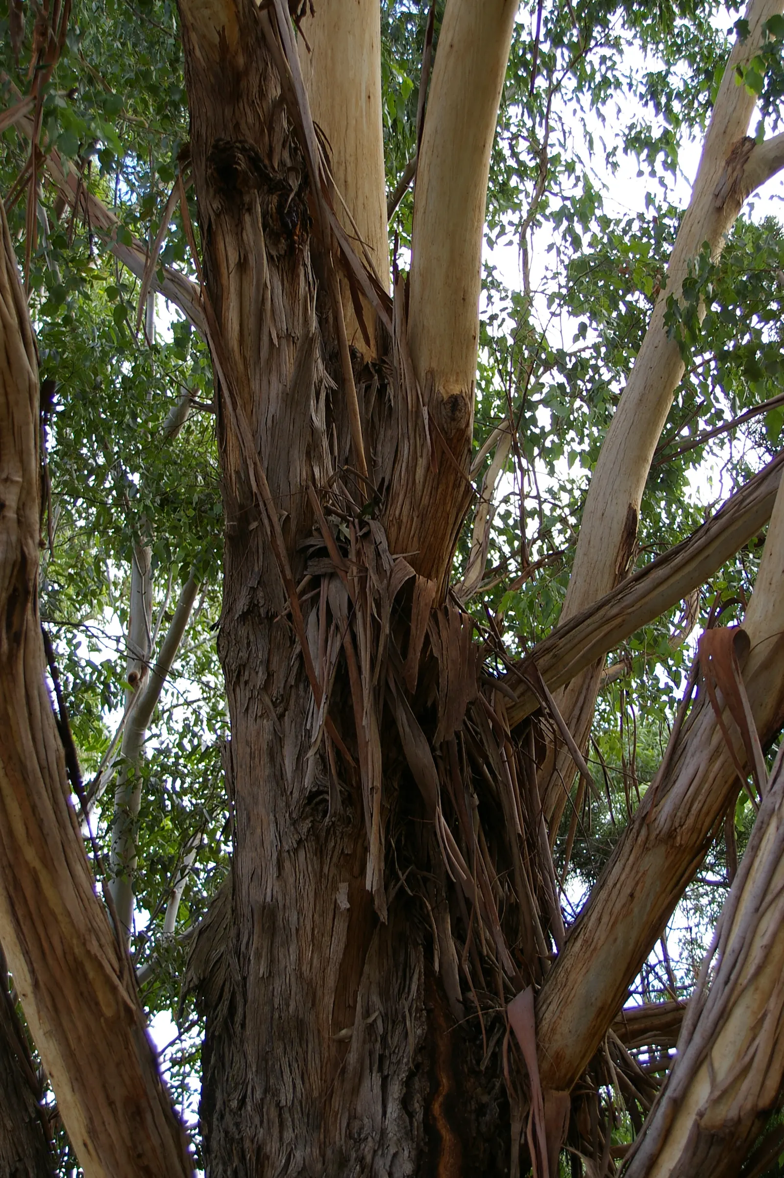 Running Gum (Eucalyptus grandis) — providing both grandiose scale and ample shade