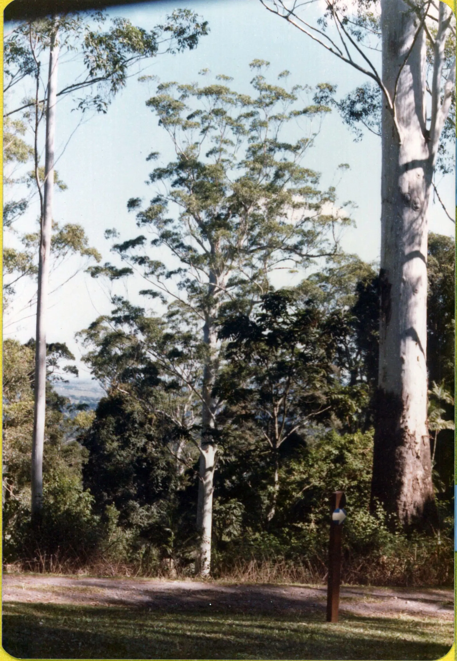 Running Gum (Eucalyptus grandis) — Eucalyptus grandis, commonly known as the Running Gum, is a robust evergreen native to eastern Australia