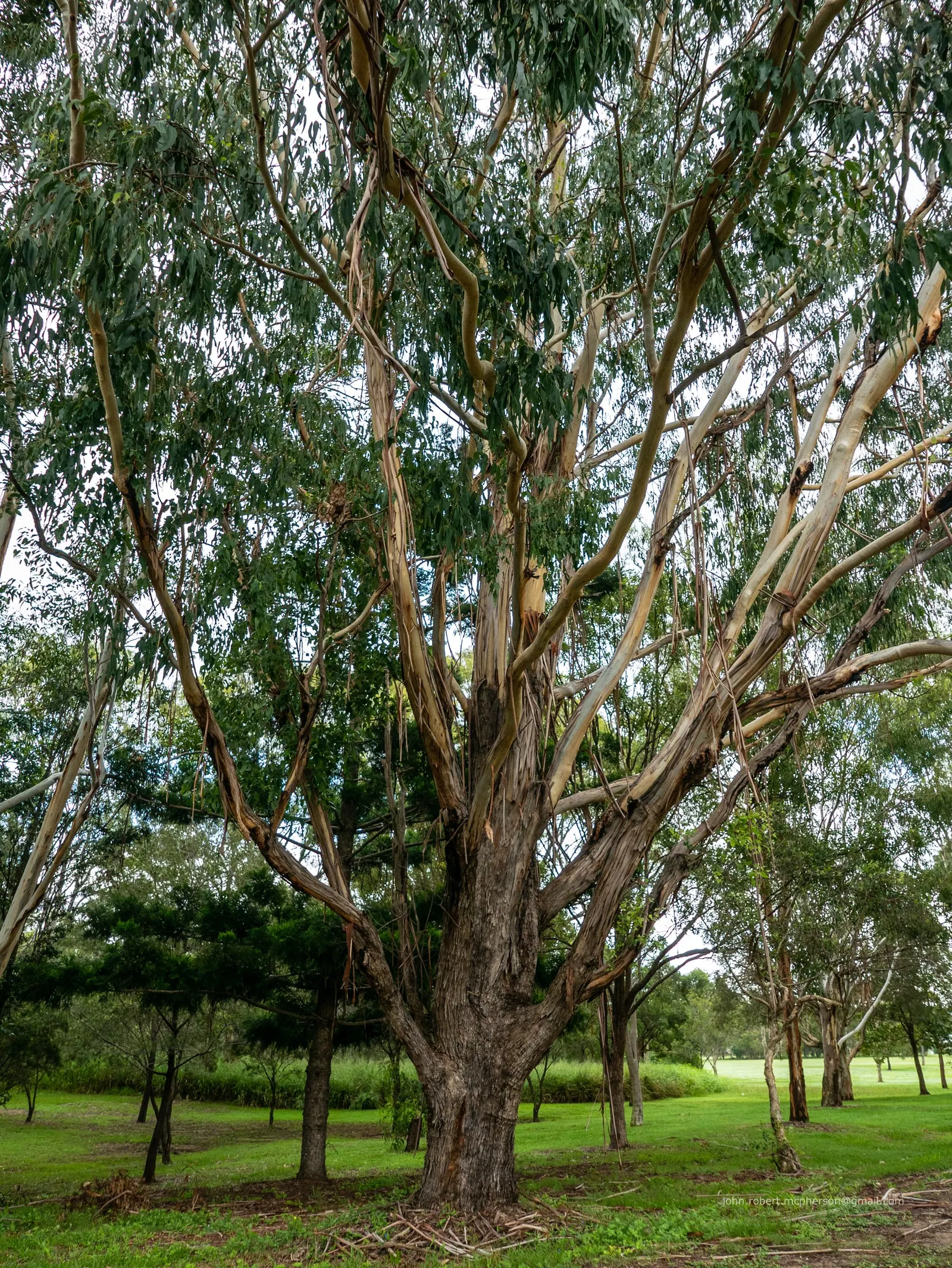 Running Gum (Eucalyptus grandis) — pale bark that sheds in long ribbons