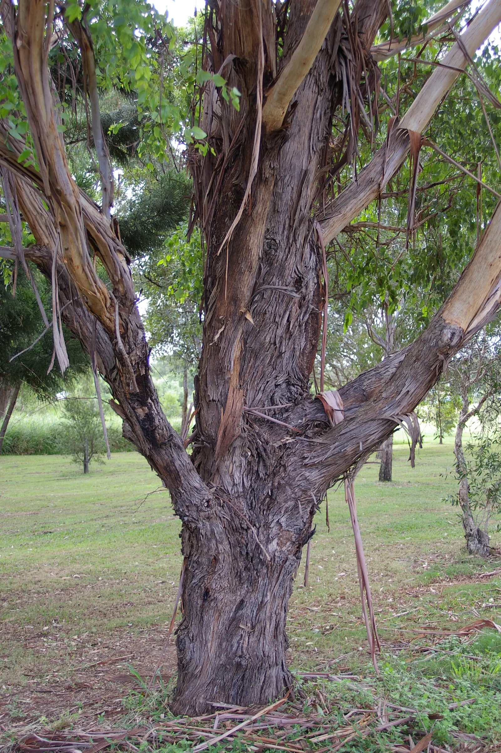 Running Gum (Eucalyptus grandis) — white flowers in the garden