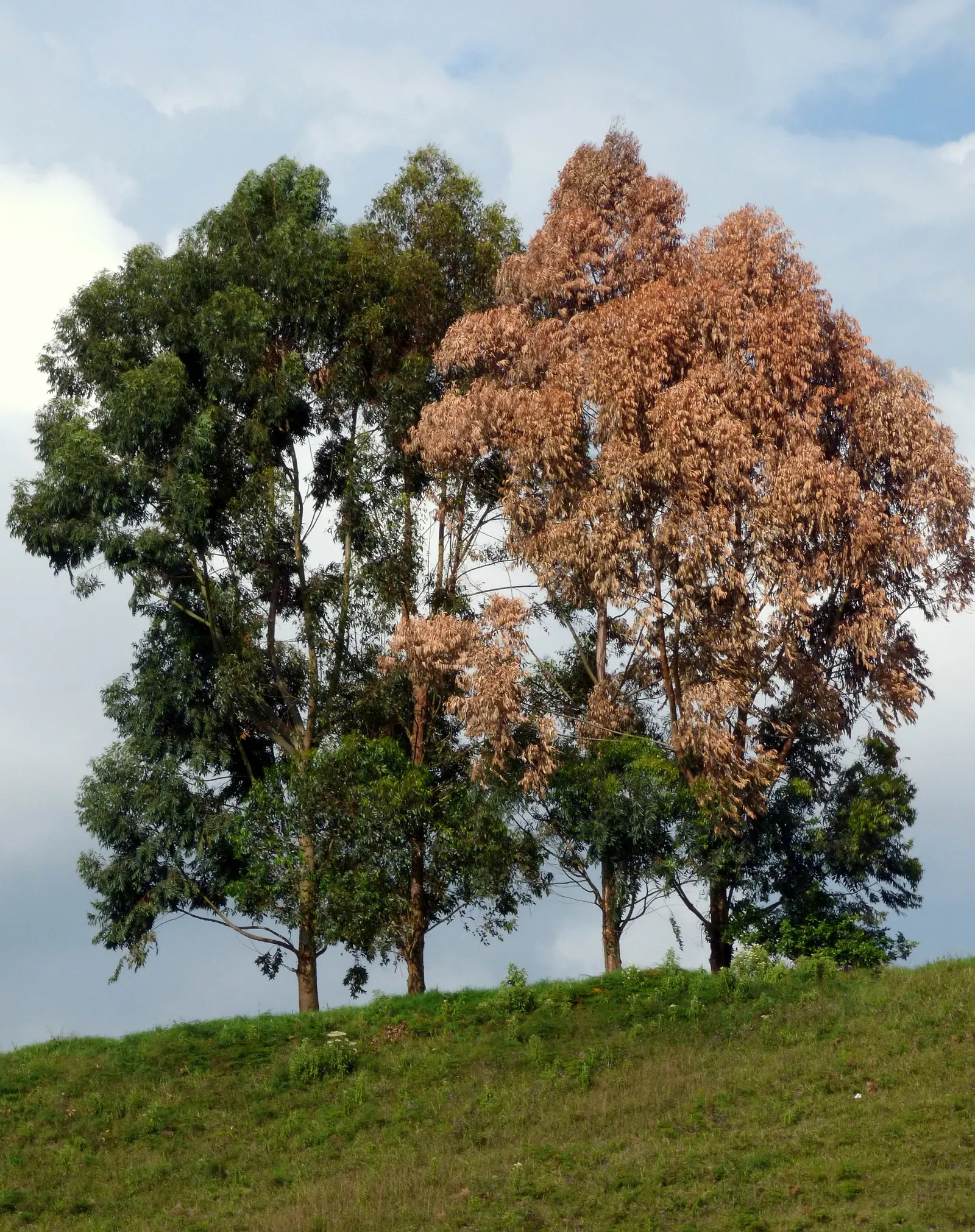 Running Gum (Eucalyptus grandis) — tree for full or half