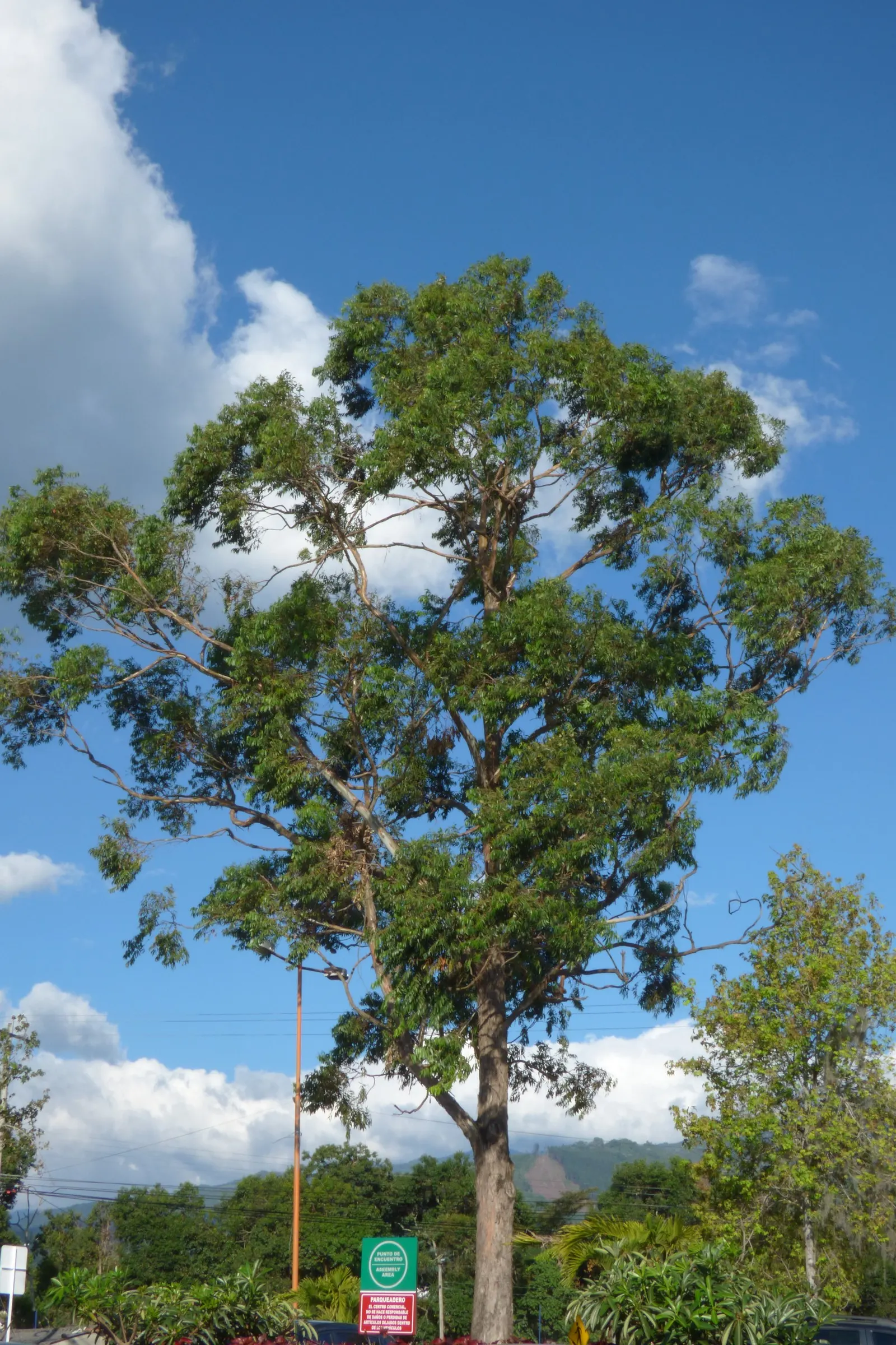 Running Gum (Eucalyptus grandis) — Eucalyptus grandis, commonly known as the Running Gum, is a robust evergreen native to eastern Australia; admired for its
