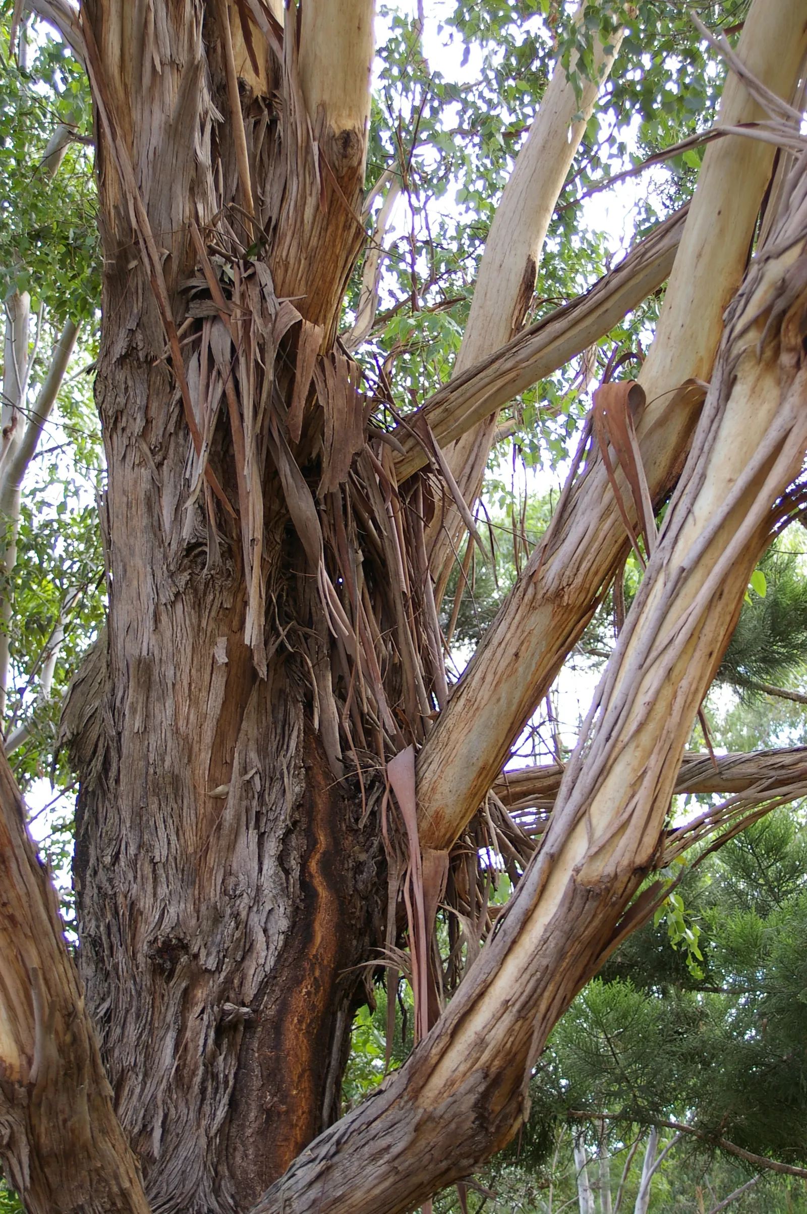 Running Gum (Eucalyptus grandis) — moderately fertile soil with a pH range of 5.5-6.5 will support healthy growth