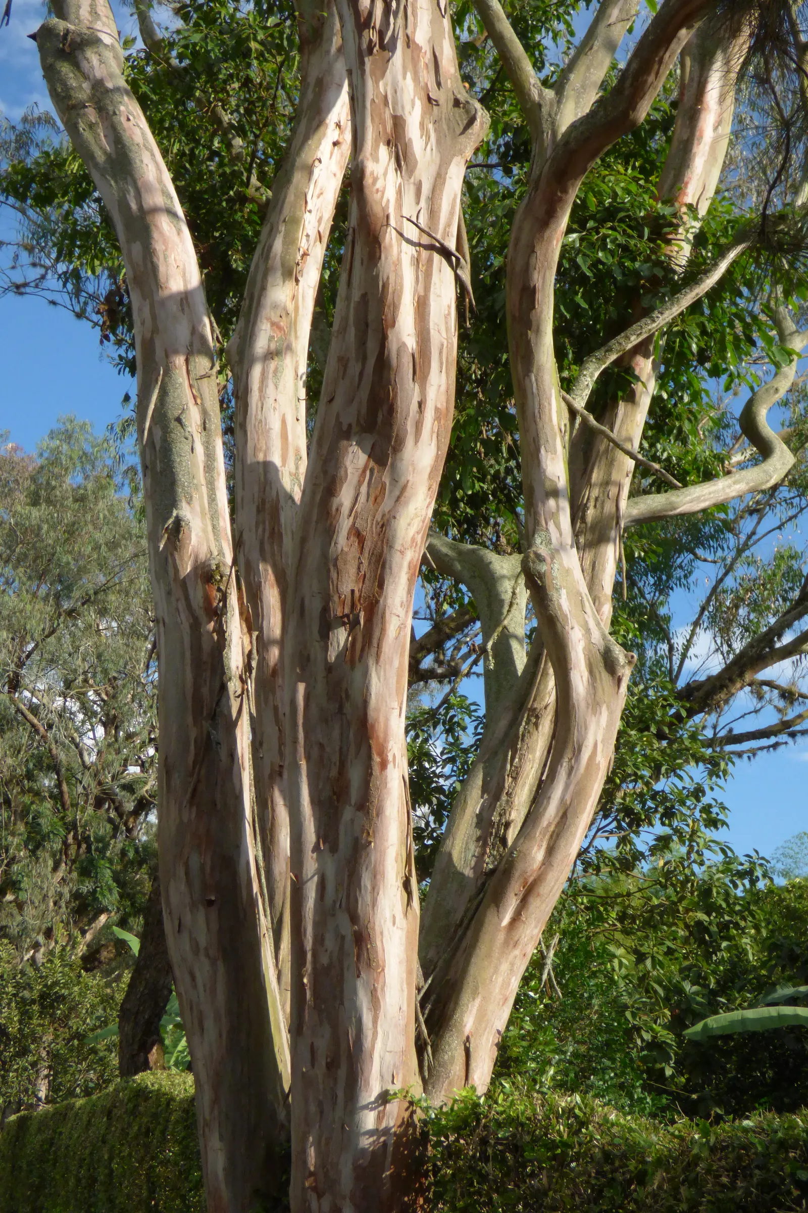Running Gum (Eucalyptus grandis) — Its smooth bark sheds in strips, revealing a glossy surface beneath