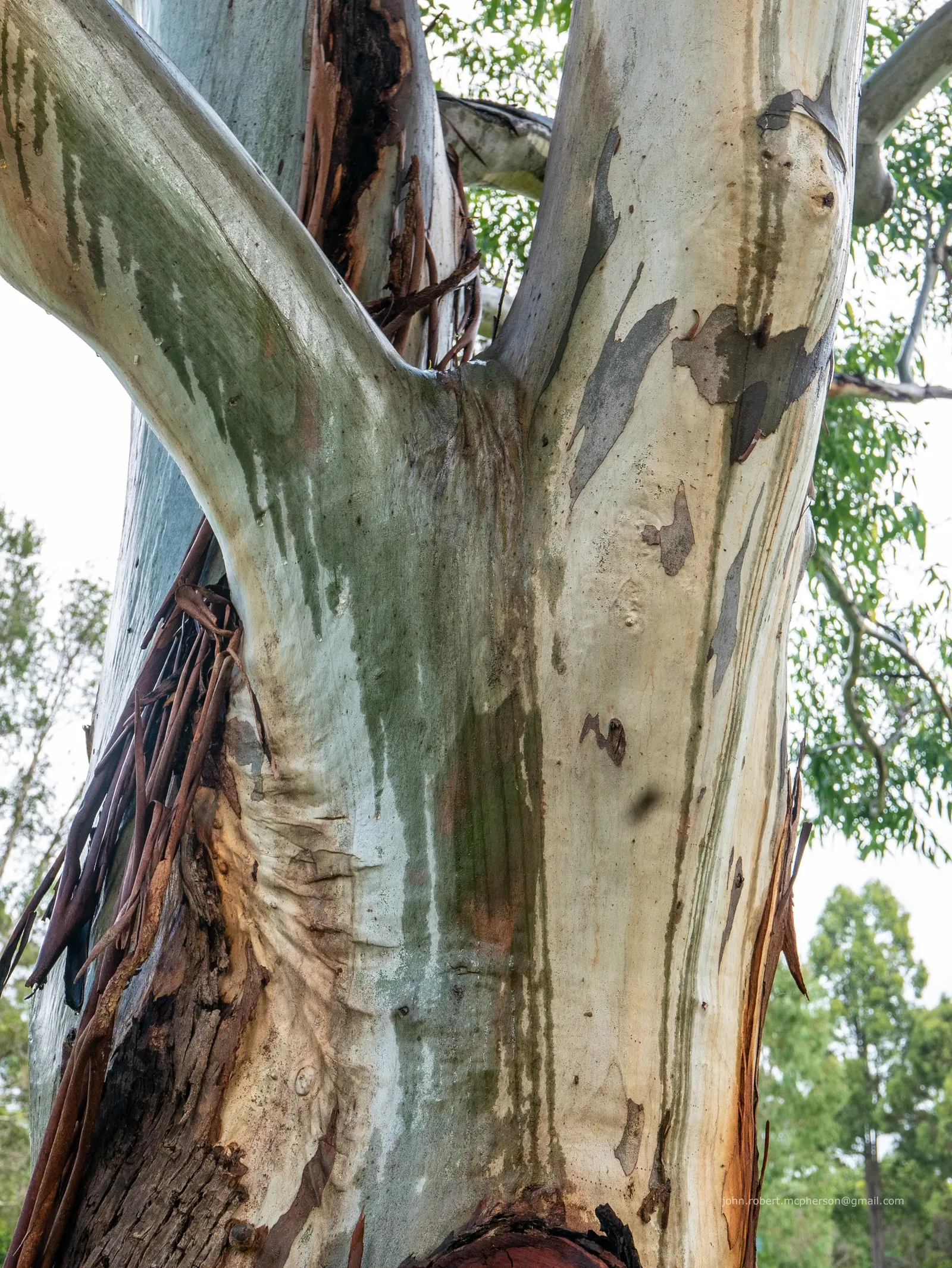 Running Gum (Eucalyptus grandis) — <br><br>Characterized by its smooth