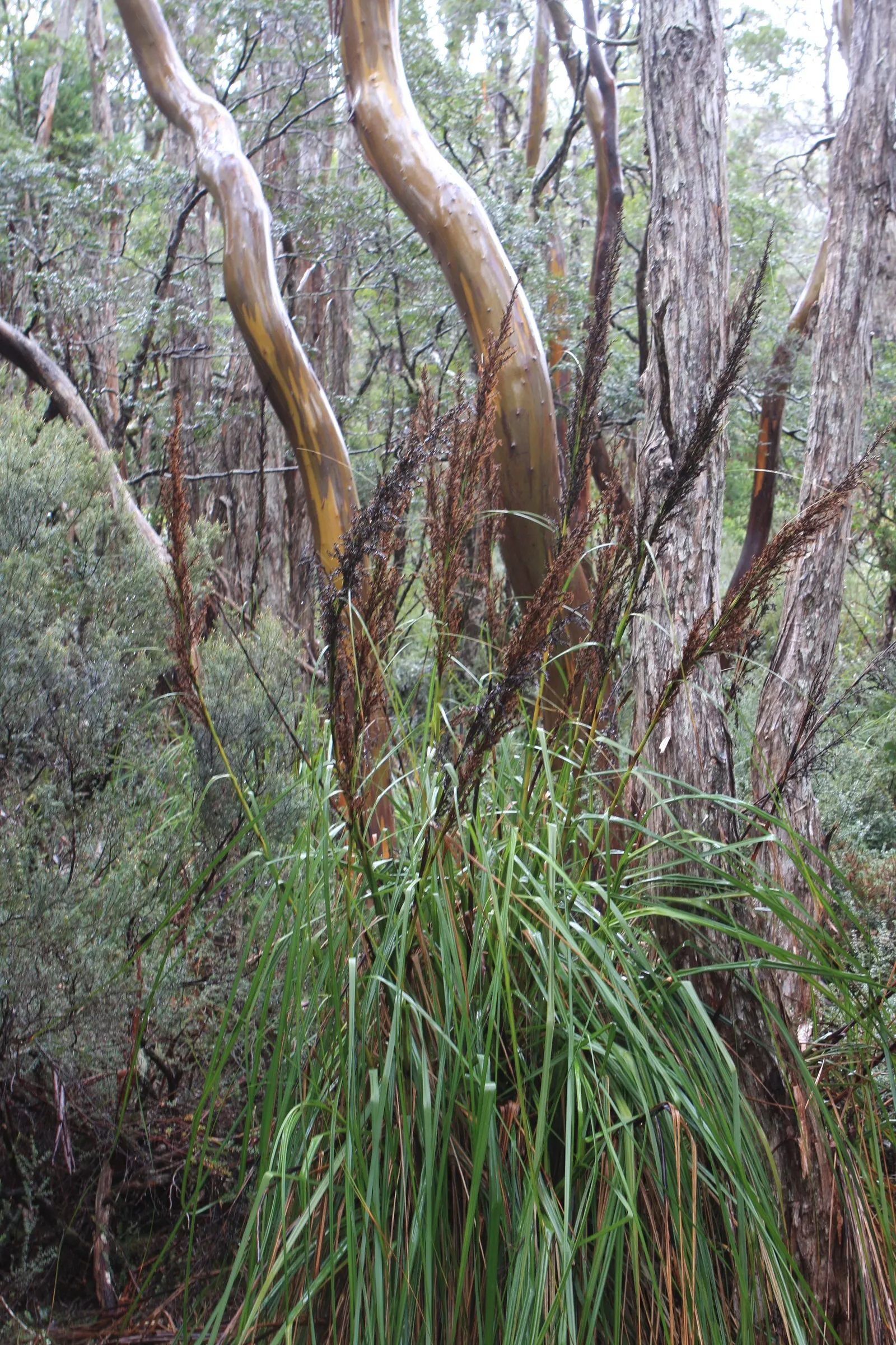 Running Gum (Eucalyptus grandis) — making it a focal point in any landscape design