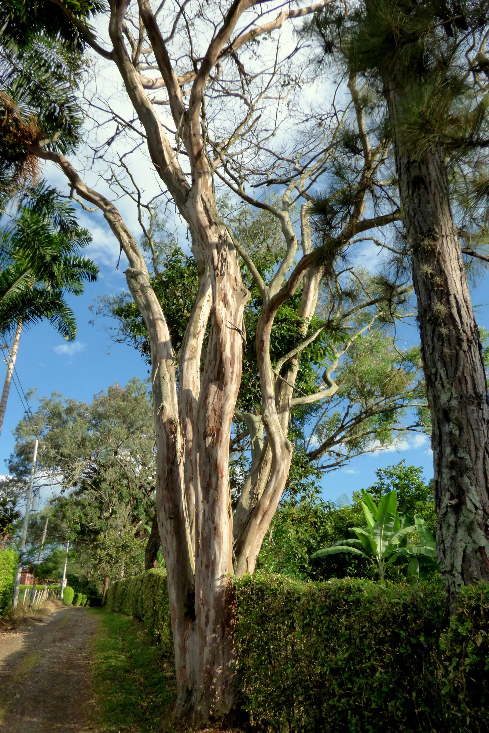 Running Gum (Eucalyptus grandis) — Admired for its aromatic leaves, it thrives in full sun with well-drained soil