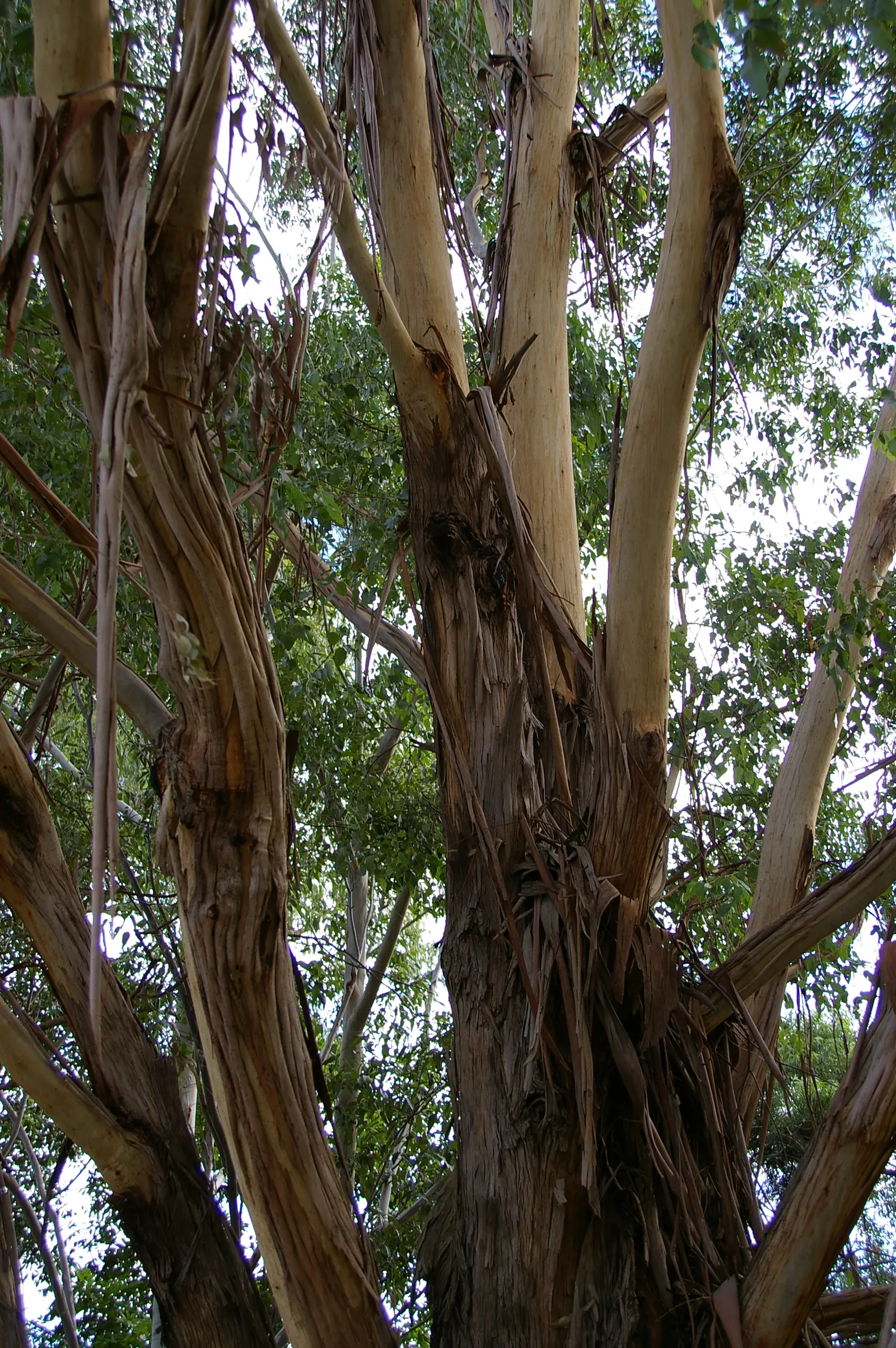 Running Gum (Eucalyptus grandis) — and while the tree thrives in full sunlight