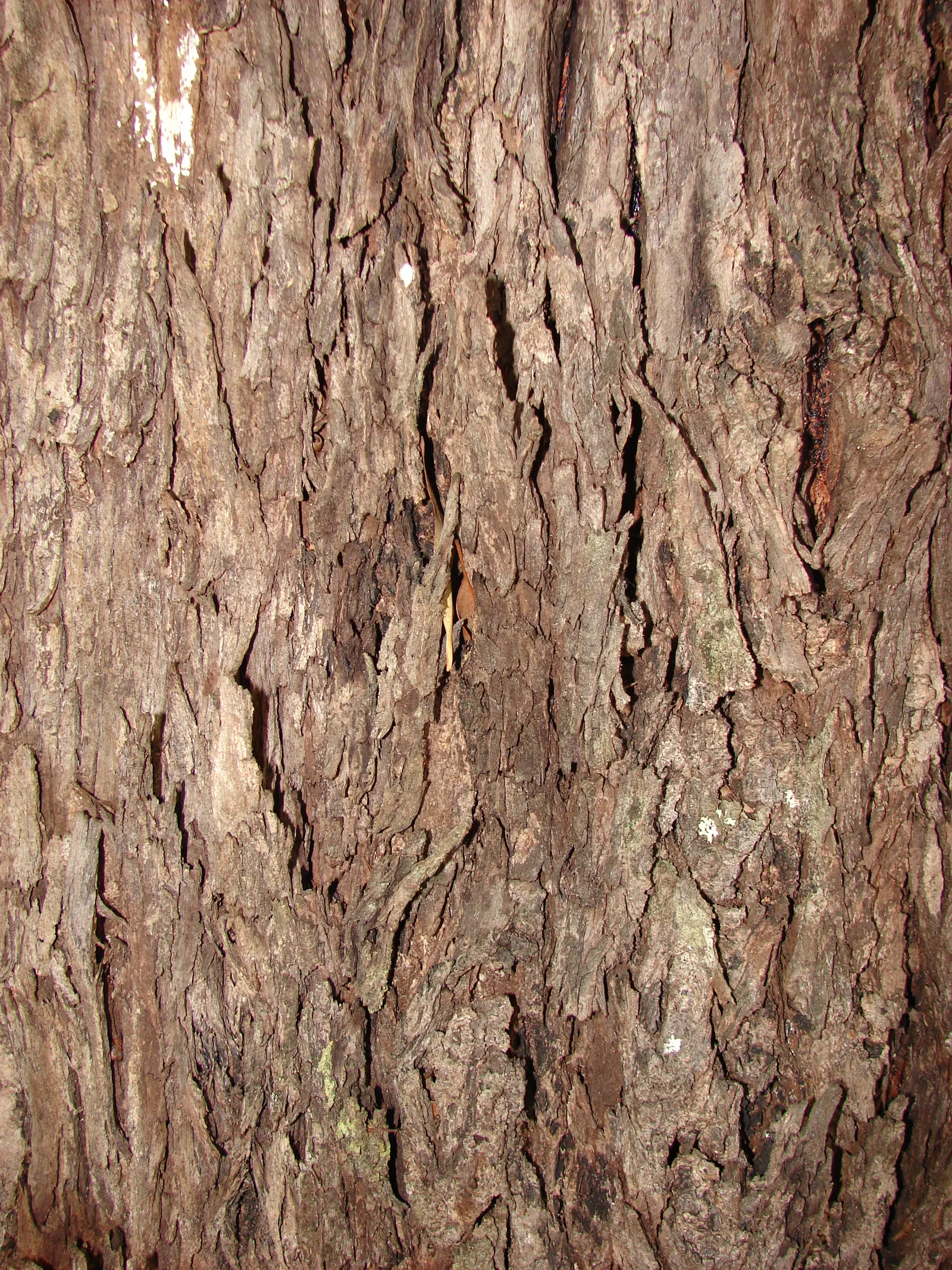 Running Gum (Eucalyptus grandis) — it can tolerate occasional floods