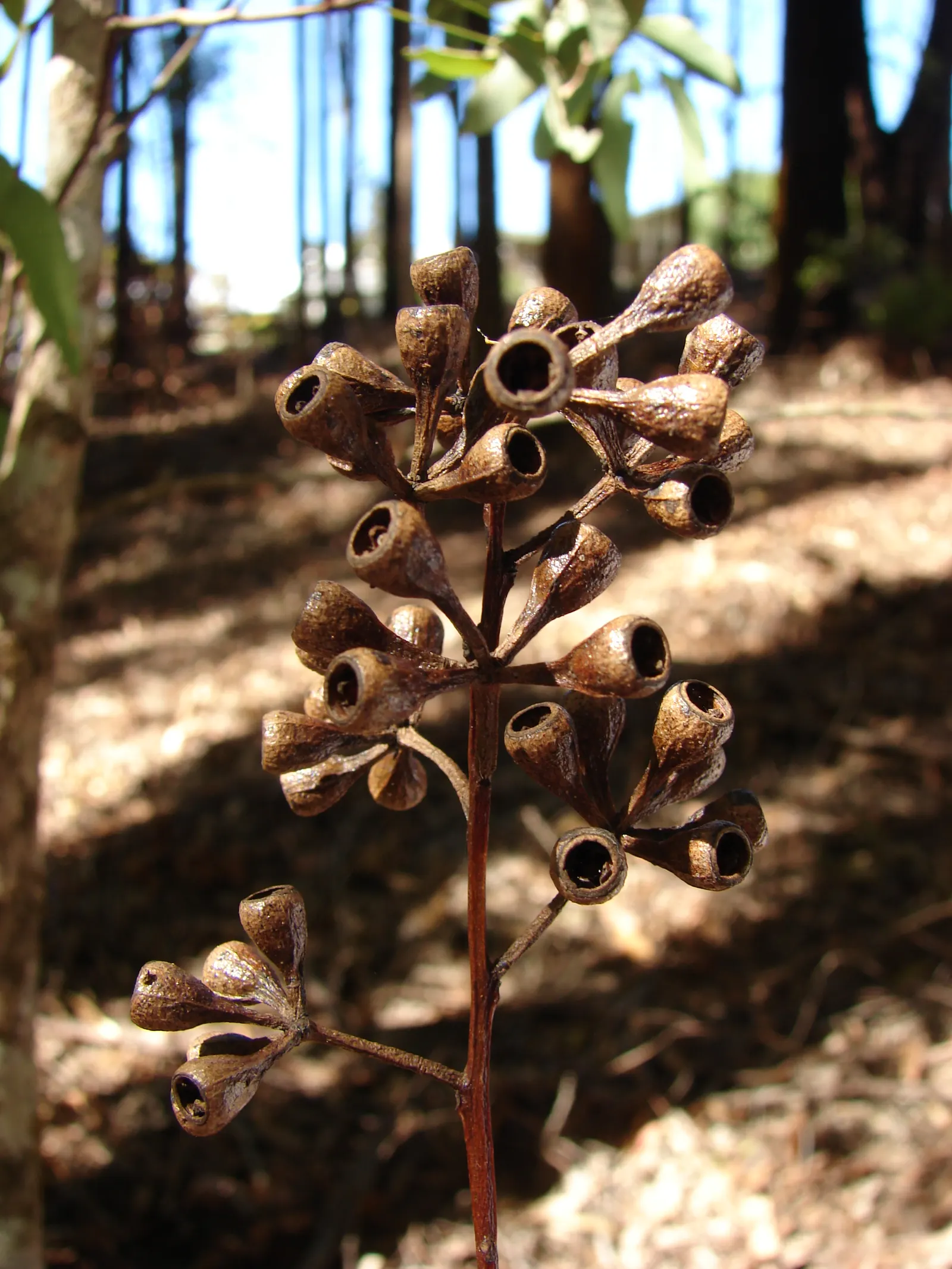Running Gum (Eucalyptus grandis) — is a majestic evergreen species renowned for its soaring height and elegant stature