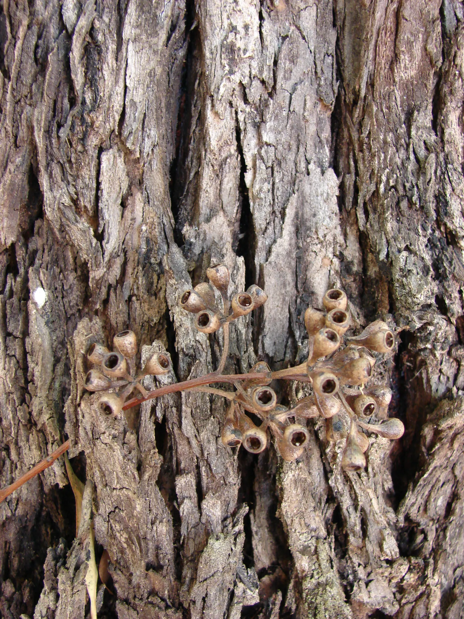 Running Gum (Eucalyptus grandis) — Native to the eastern parts of Australia