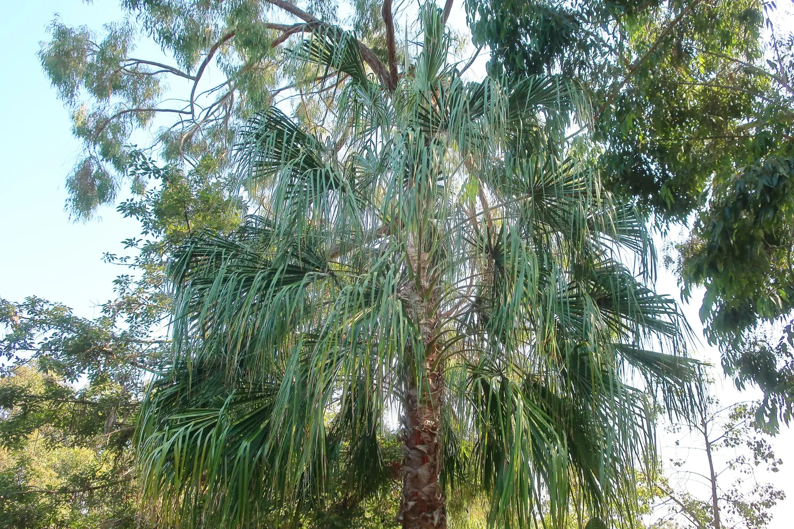 Running Gum (Eucalyptus grandis) — the Running Gum features a straight and robust trunk that culminates in a dense crown of foliage