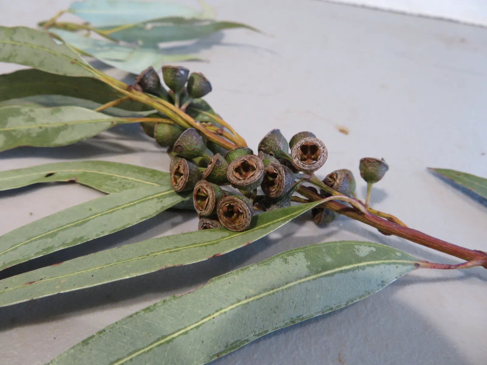 Running Gum (Eucalyptus grandis) — Its robust root system necessitates a location away from foundations and sewer lines