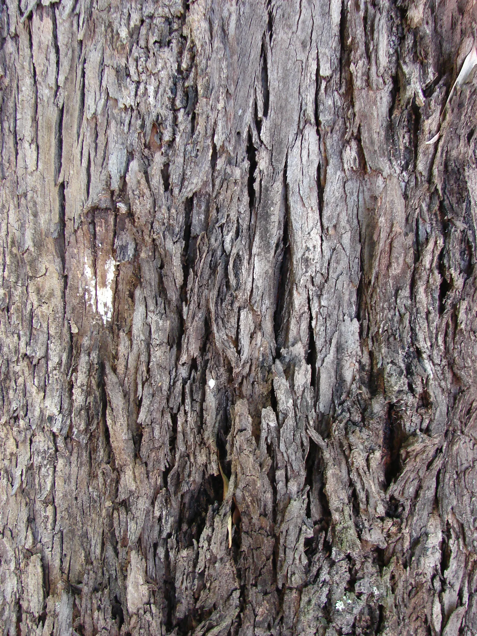 Running Gum (Eucalyptus grandis) — providing year-round interest and a stately presence to their garden tableau