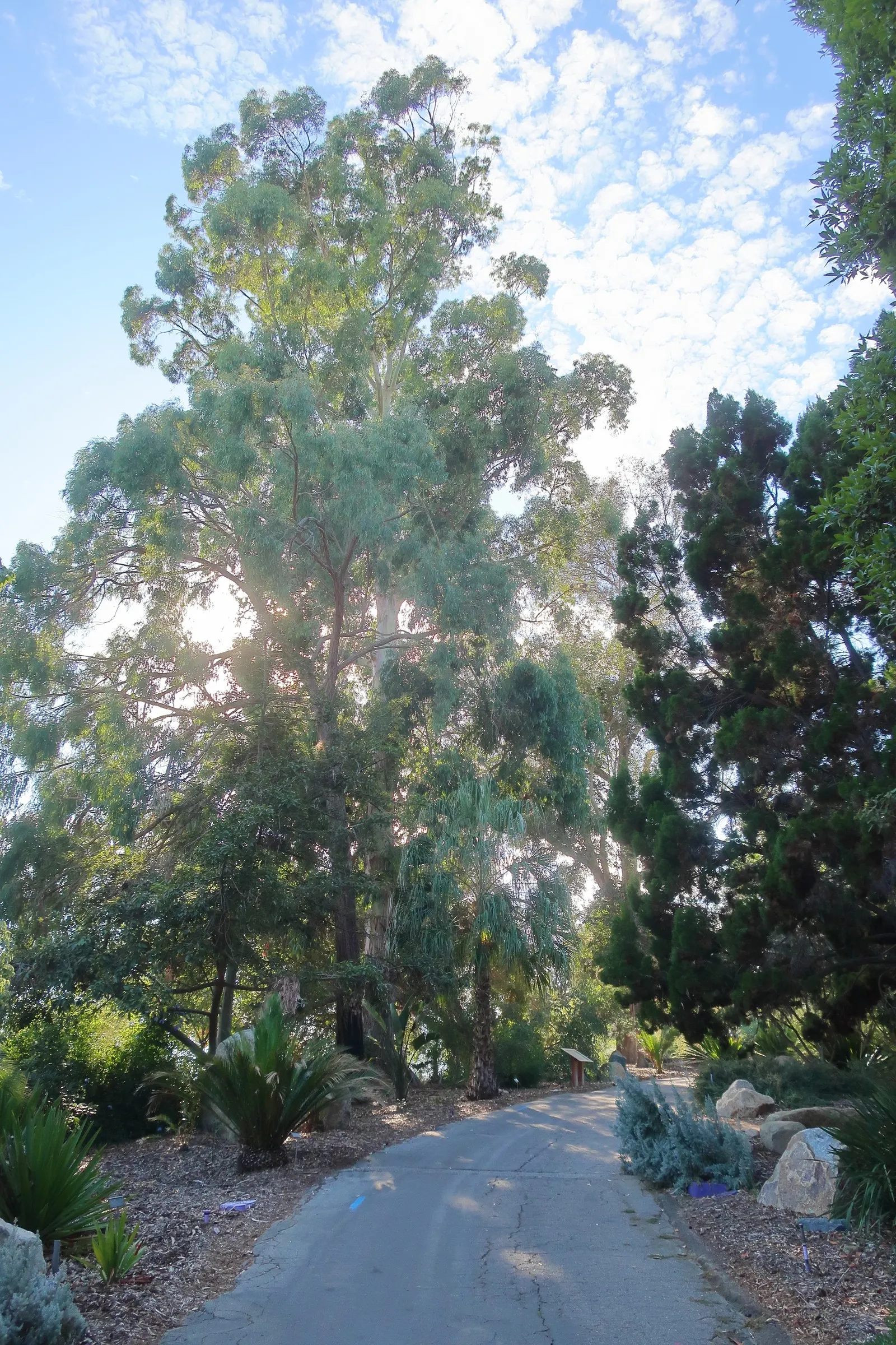 Running Gum (Eucalyptus grandis) — the tree produces an abundance of white flowers
