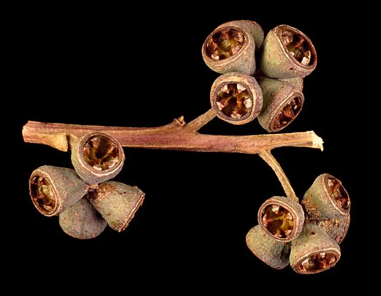 Running Gum (Eucalyptus grandis) — offering a striking contrast against its verdant leaves and attracting a variety of pollinators