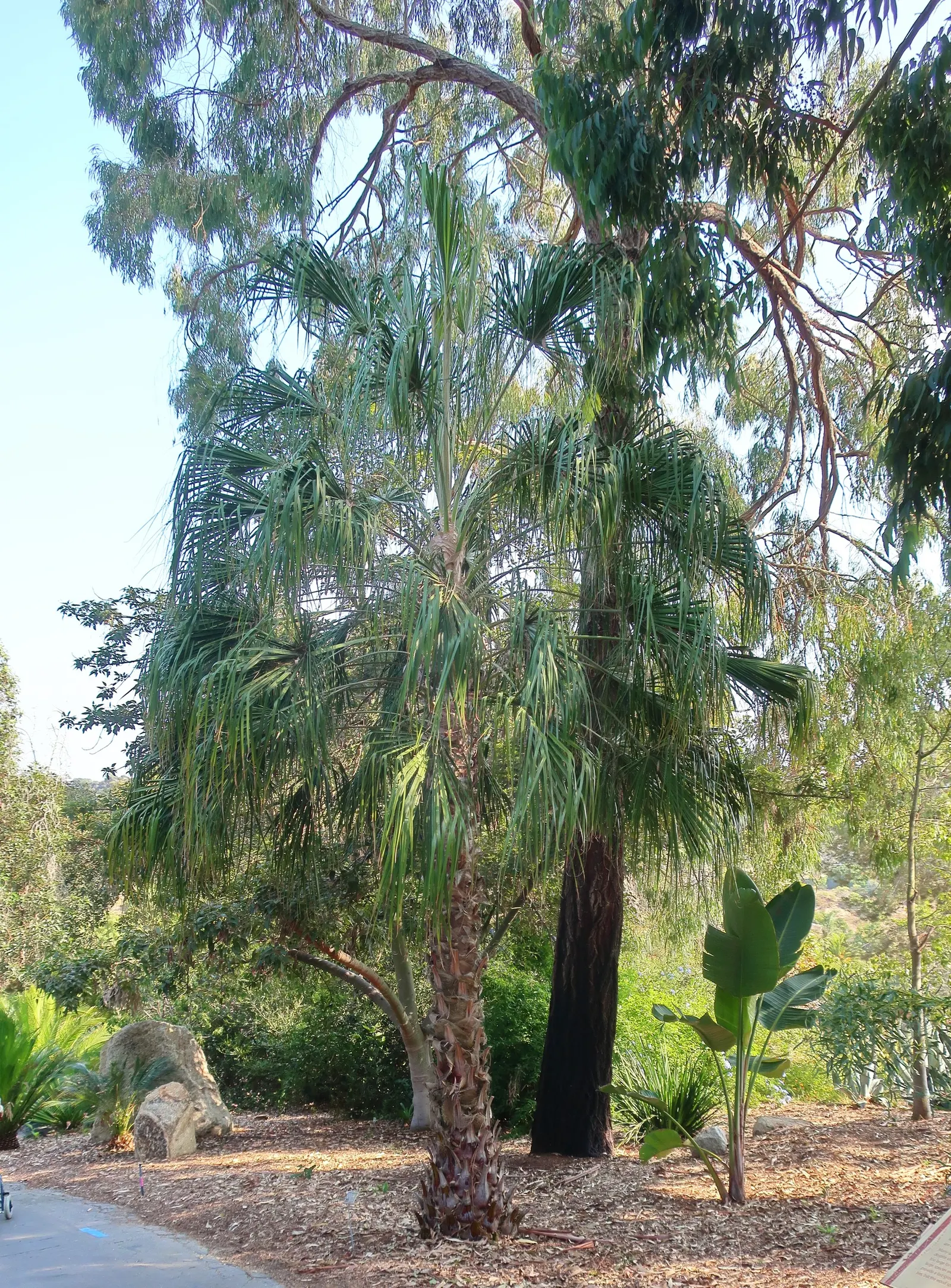Running Gum (Eucalyptus grandis) — The leaves are a glossy, rich green with a lanceolate shape, and can grow to lengths of 4-6 inches