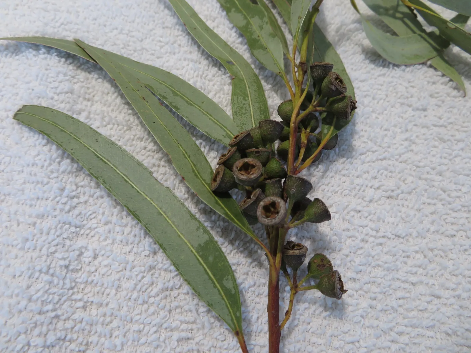 Running Gum (Eucalyptus grandis) — tree with white blooms