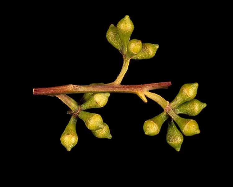 Running Gum (Eucalyptus grandis) — commonly referred to as the Flooded Gum or Rose Gum