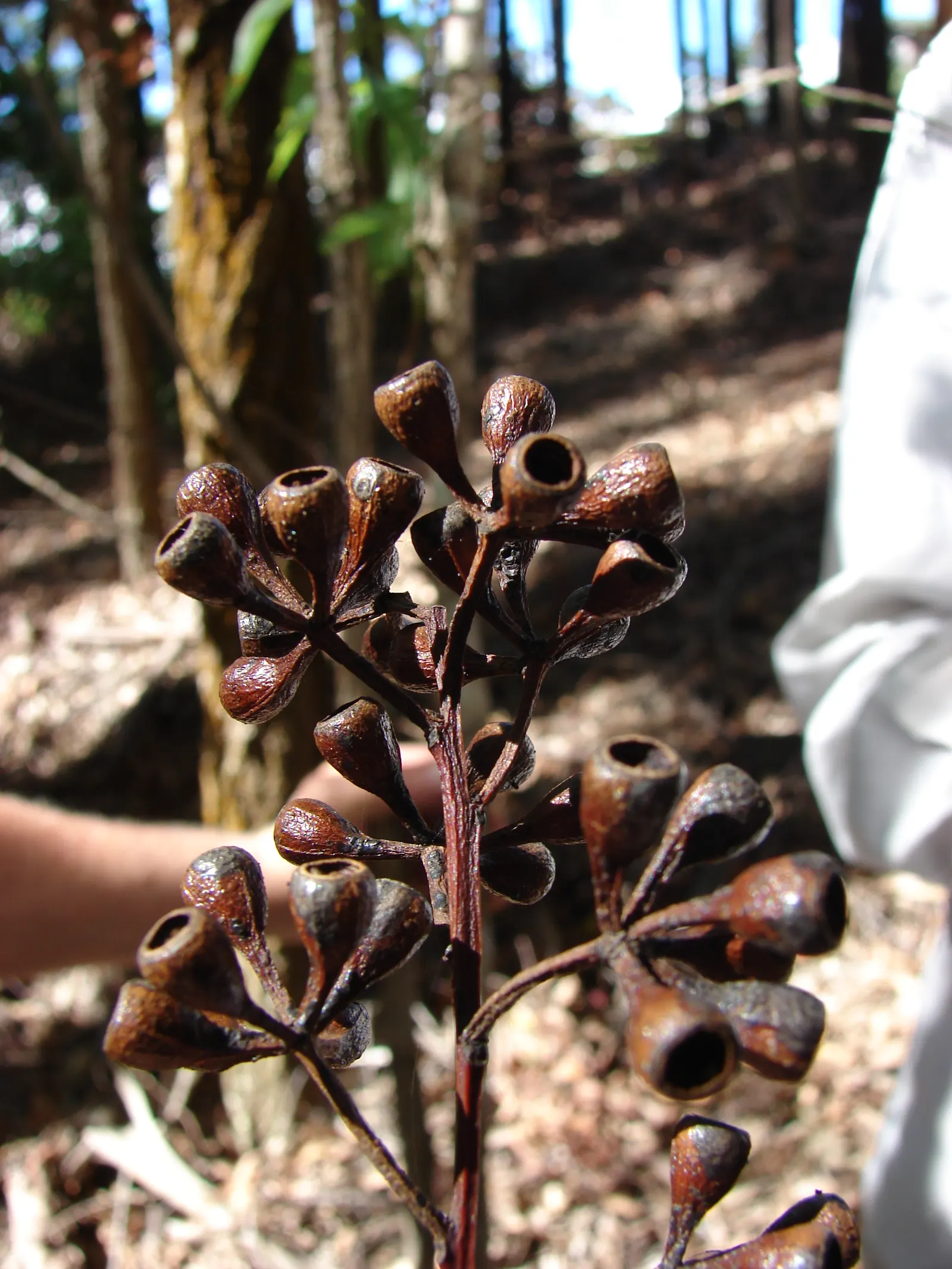 Running Gum (Eucalyptus grandis) — the Eucalyptus grandis is an exceptional choice
